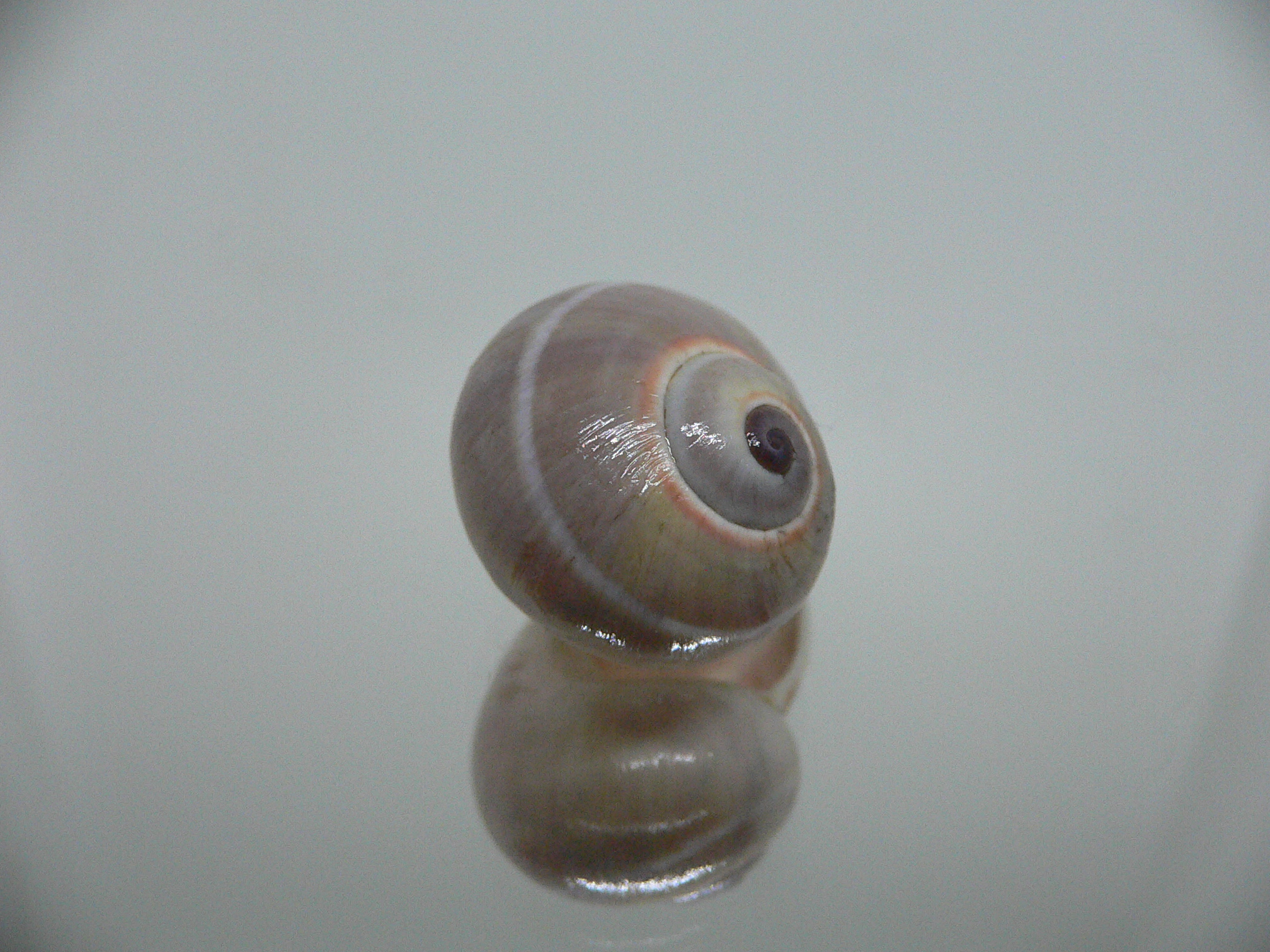 Polymita venusta olivacea SUPER