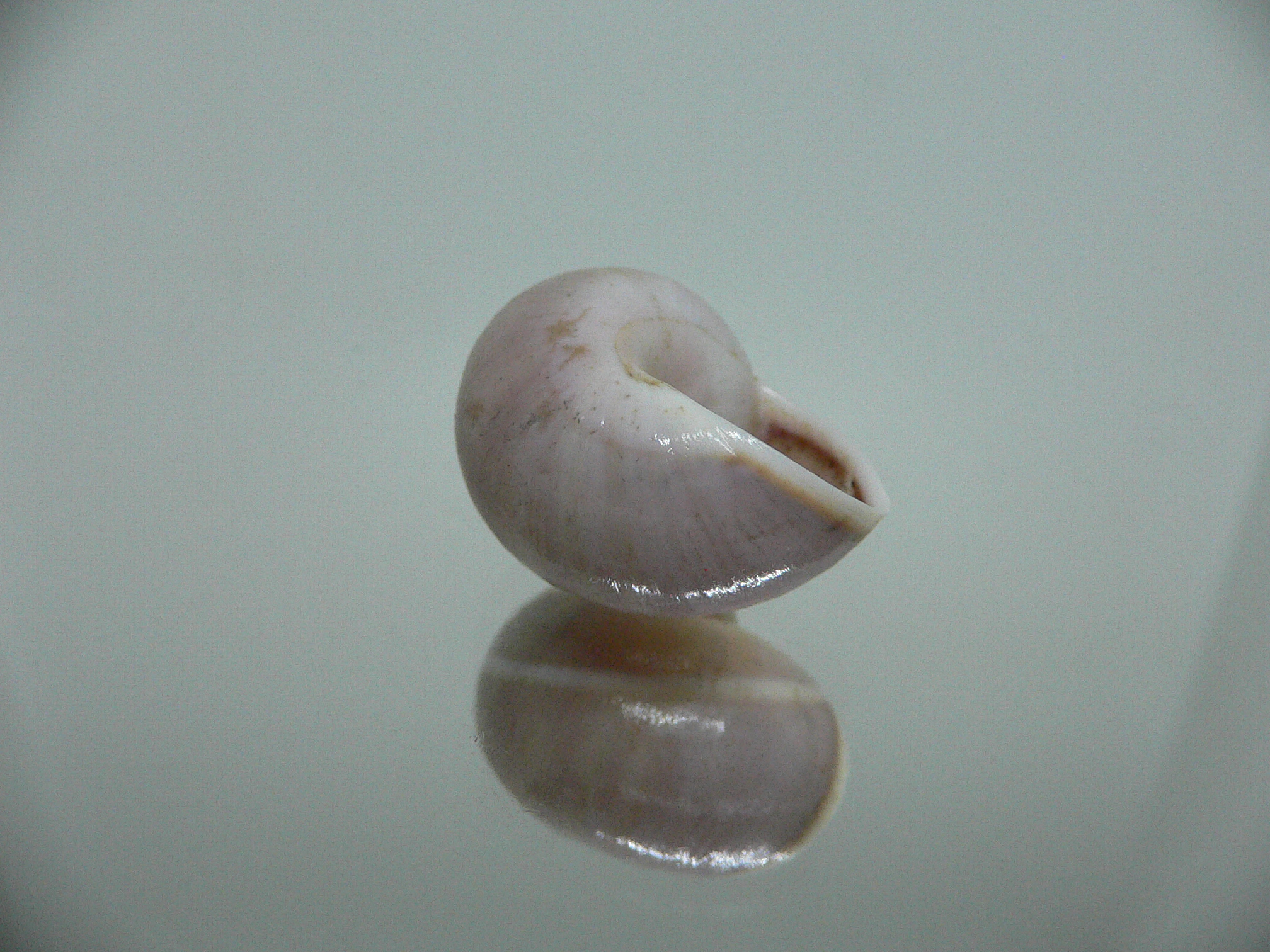 Polymita venusta olivacea SUPER