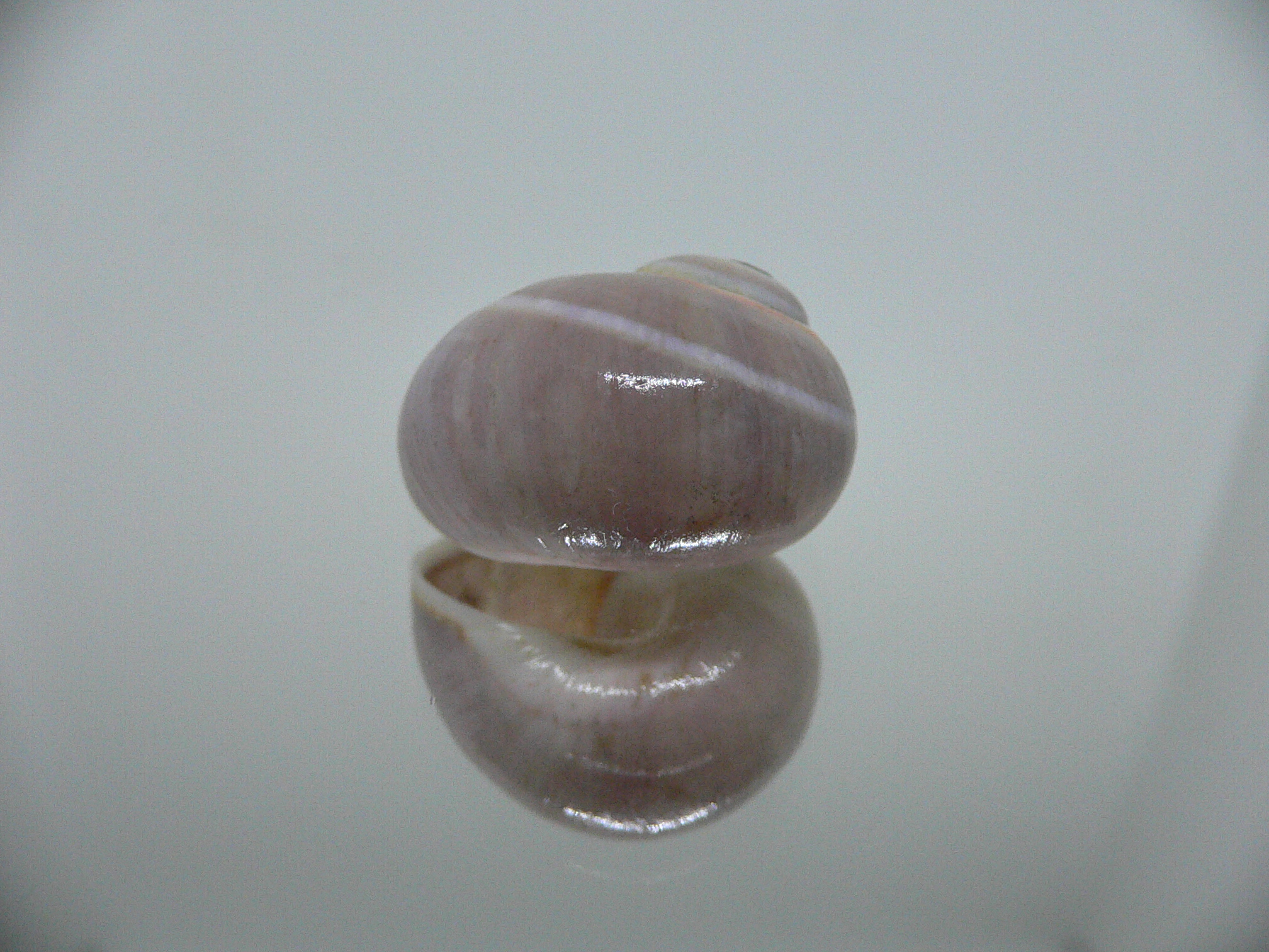 Polymita venusta olivacea SUPER