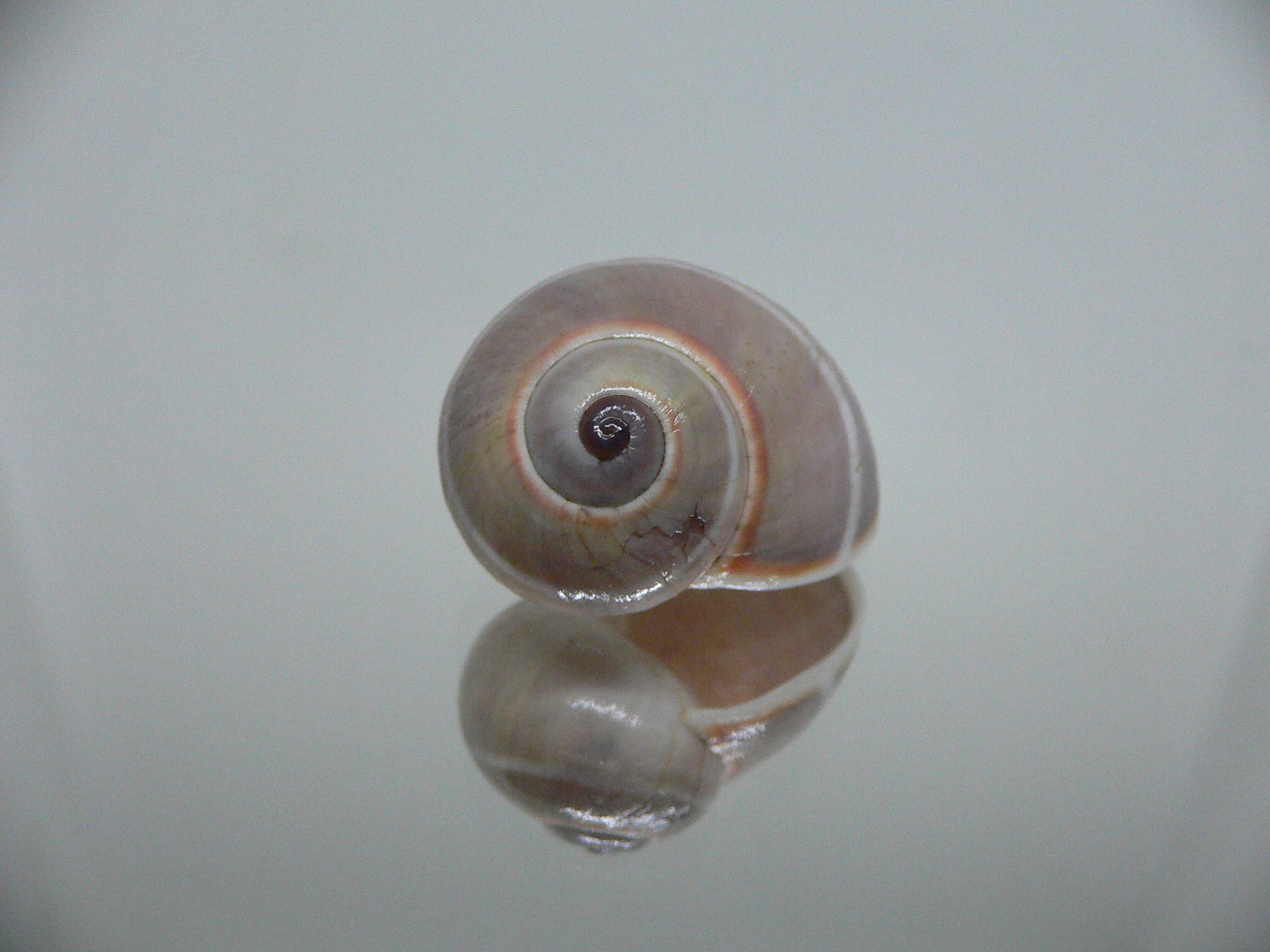 Polymita venusta olivacea SUPER