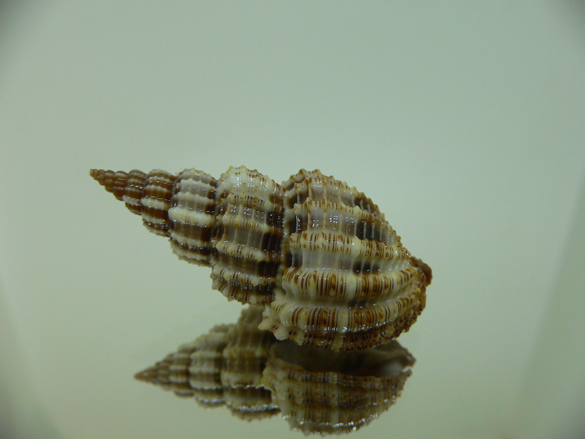 Phos senticosus FREQUENT RIBS