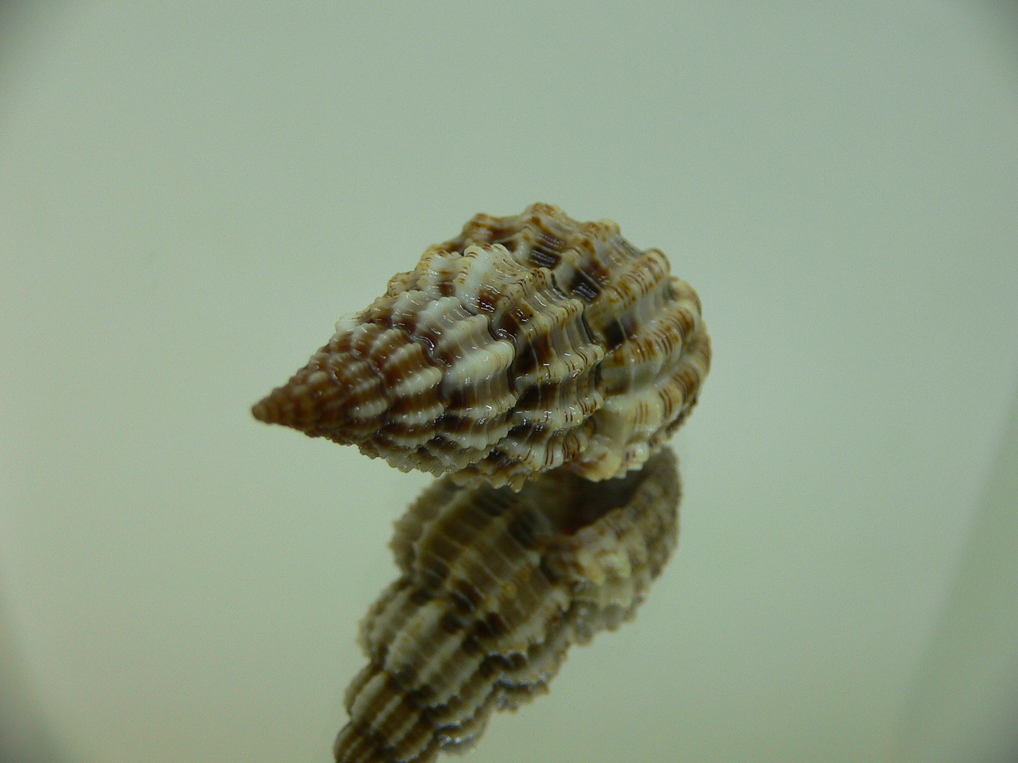 Phos senticosus FREQUENT RIBS