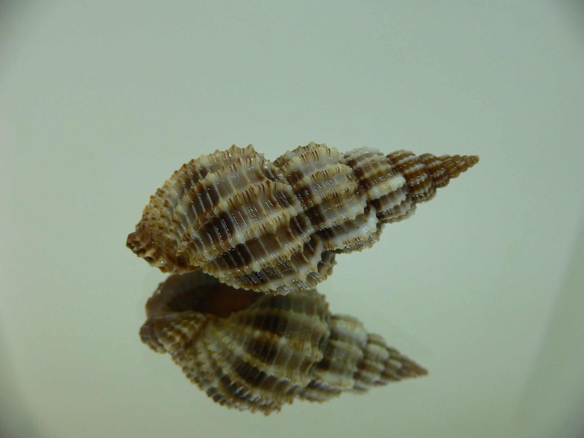 Phos senticosus FREQUENT RIBS