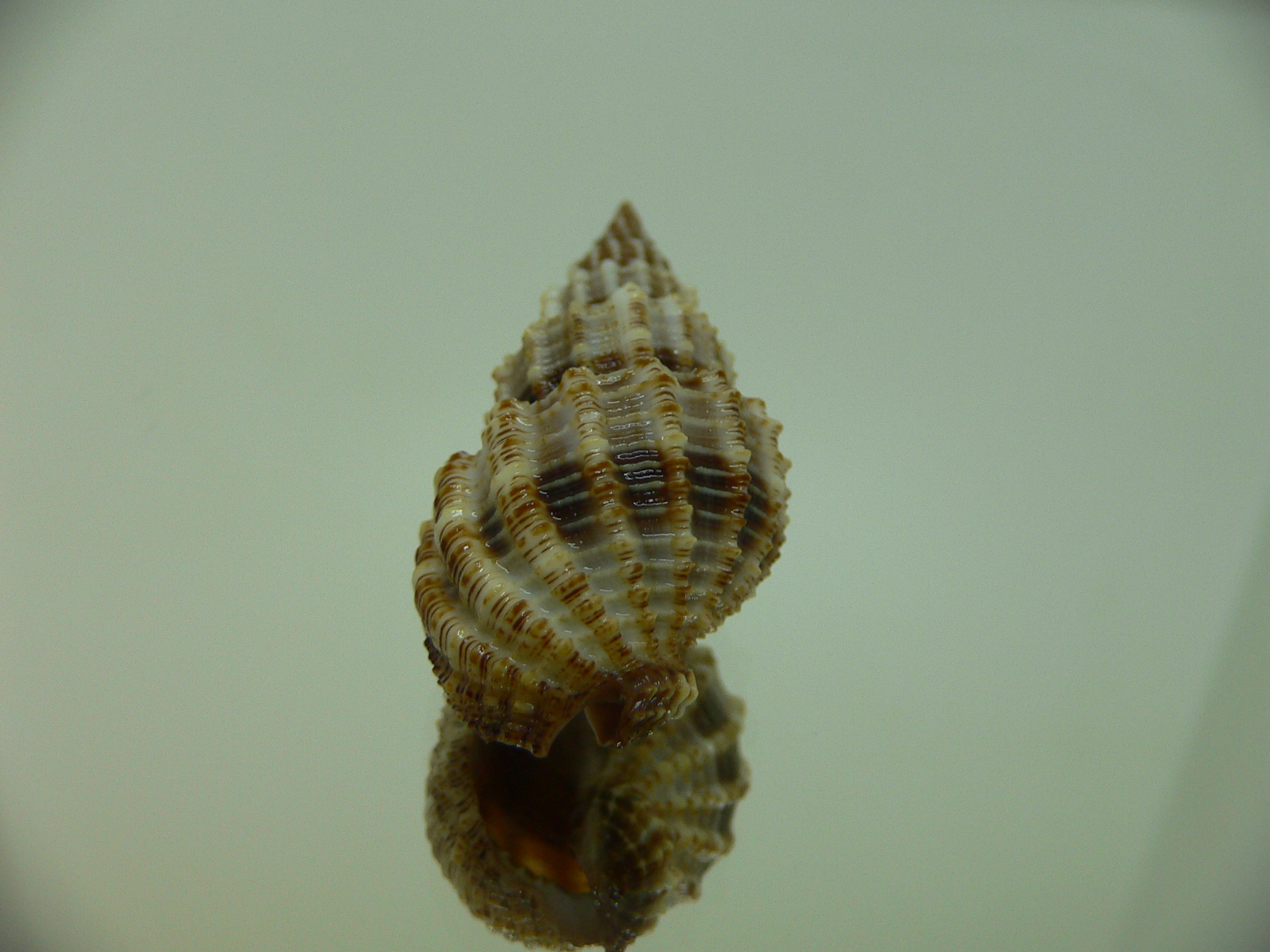 Phos senticosus FREQUENT RIBS