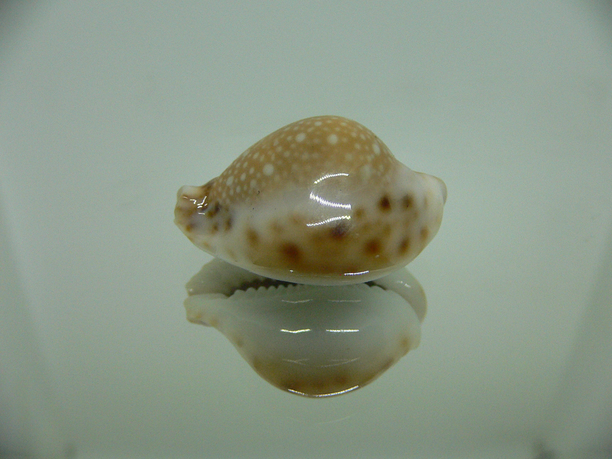 Cypraea lamarckii redimita f. phuketensis  ROUND
