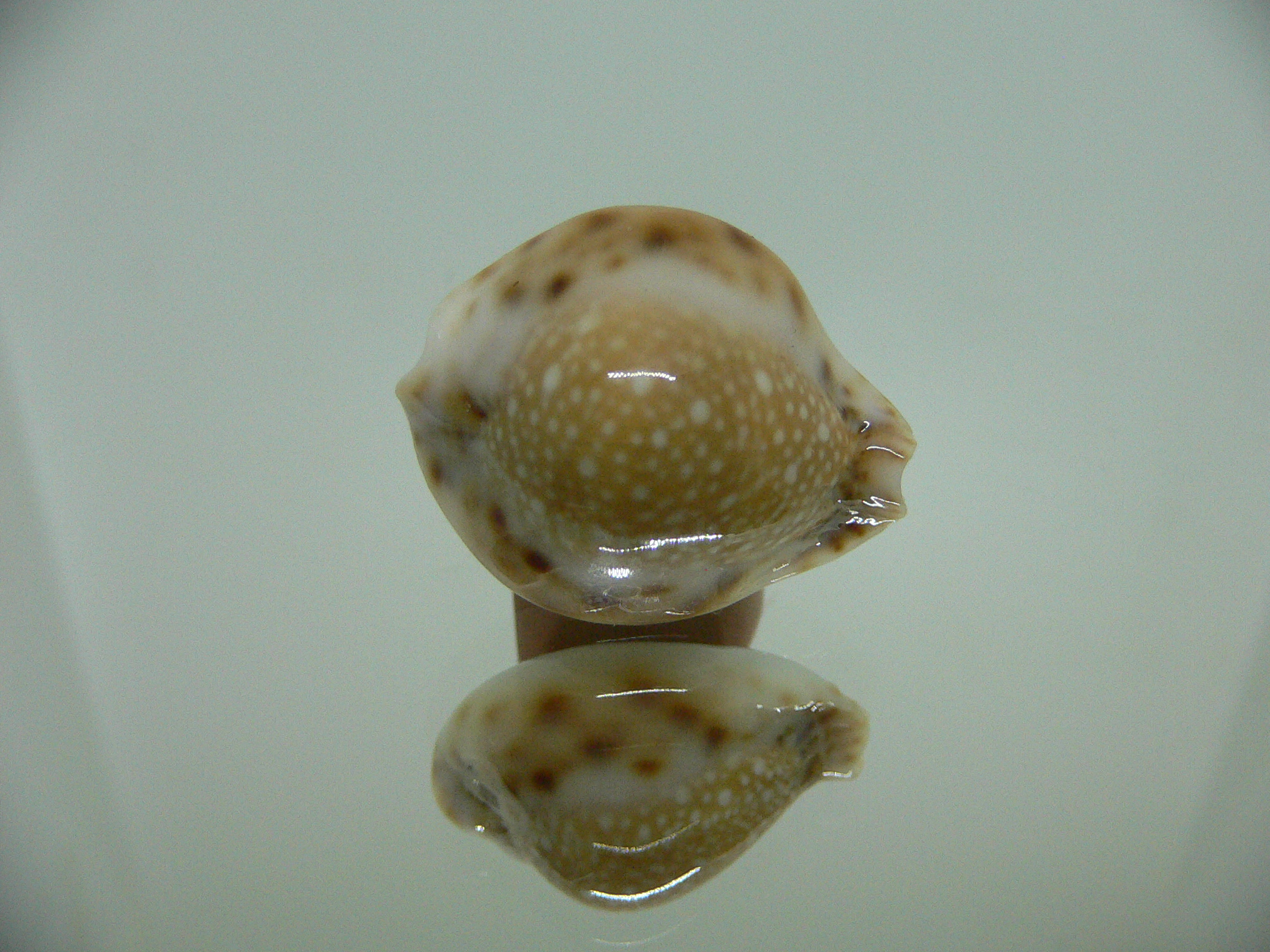 Cypraea lamarckii redimita f. phuketensis  ROUND