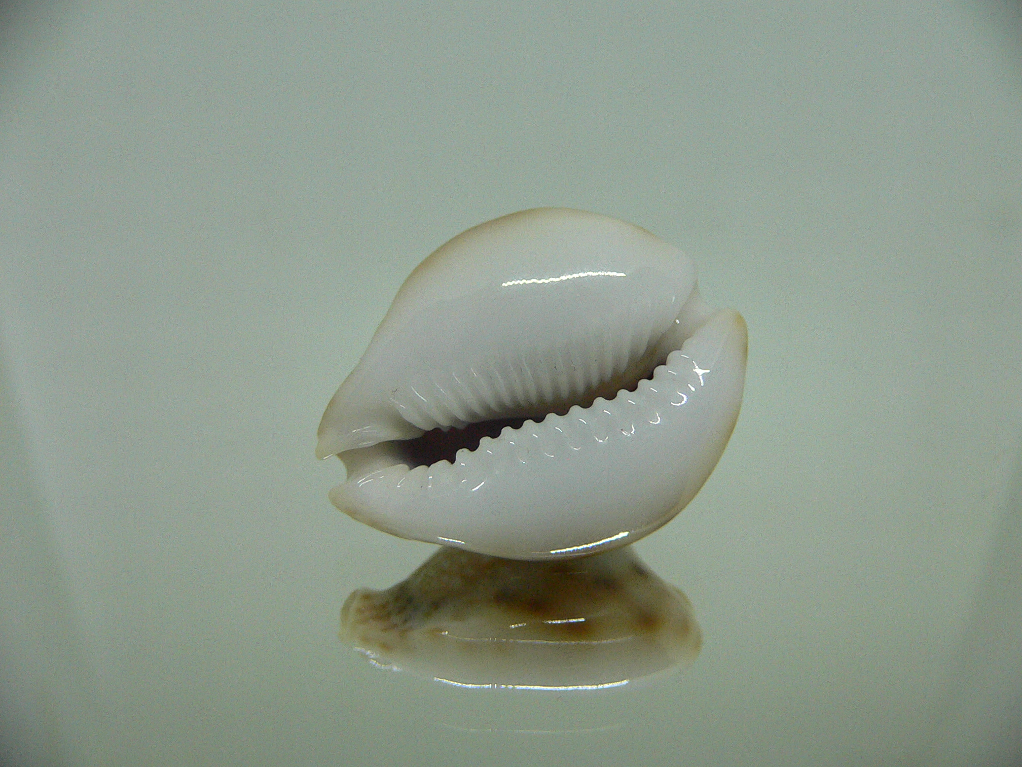 Cypraea lamarckii redimita f. phuketensis  ROUND