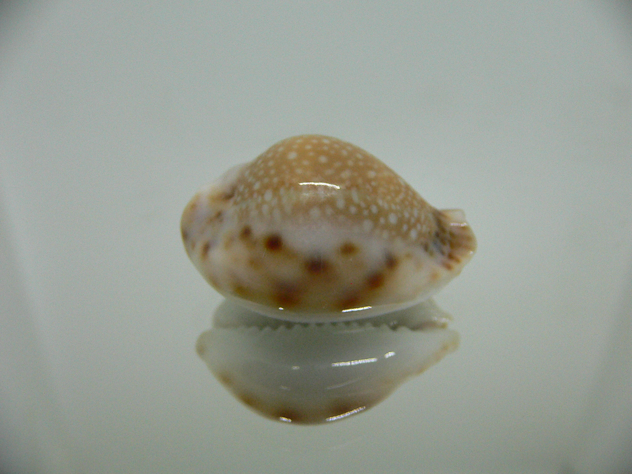 Cypraea lamarckii redimita f. phuketensis  ROUND