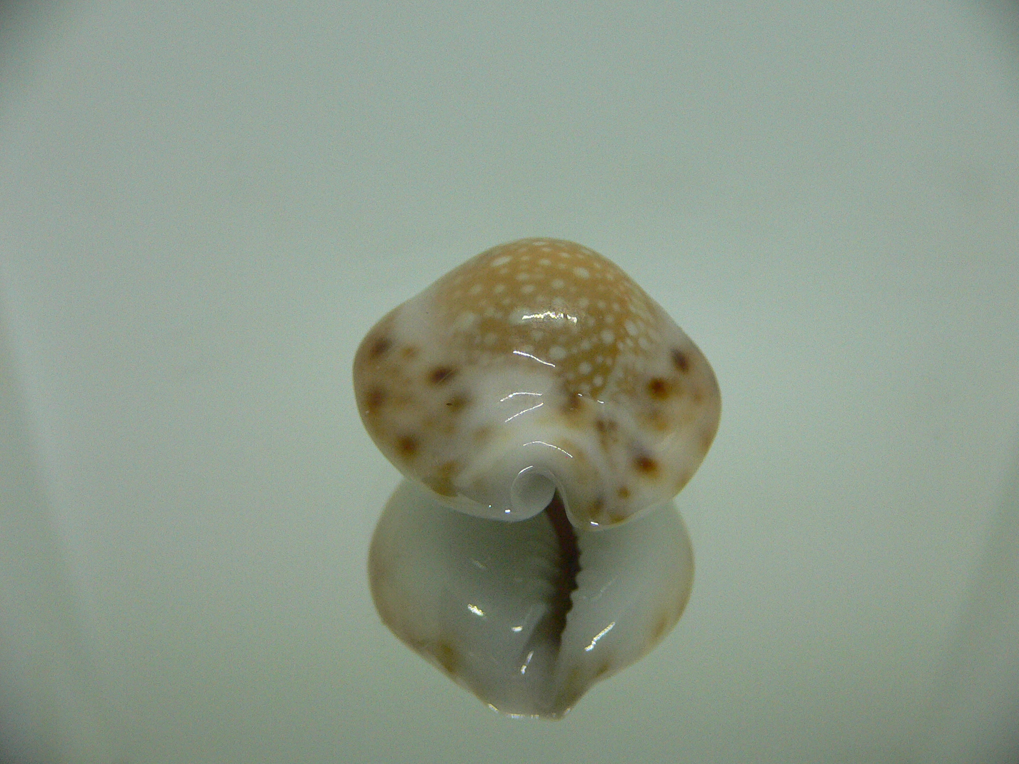 Cypraea lamarckii redimita f. phuketensis  ROUND
