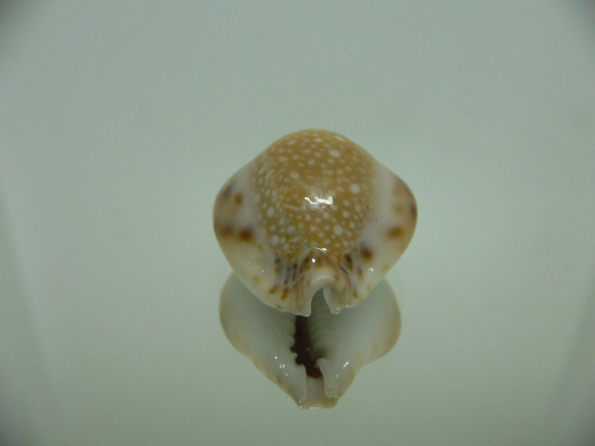 Cypraea lamarckii redimita f. phuketensis  ROUND