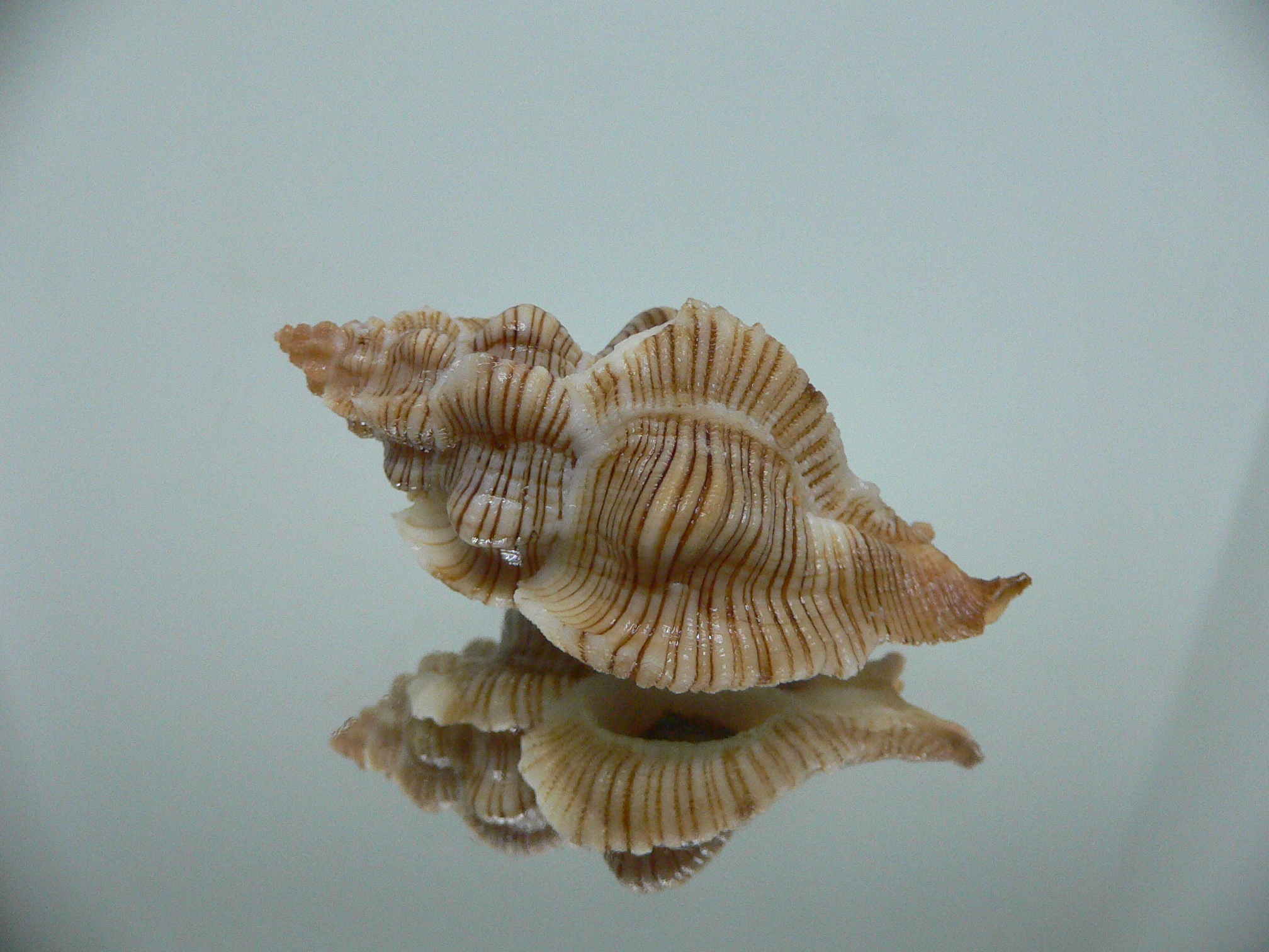 Pteropurpura festiva STRIPED WHALE