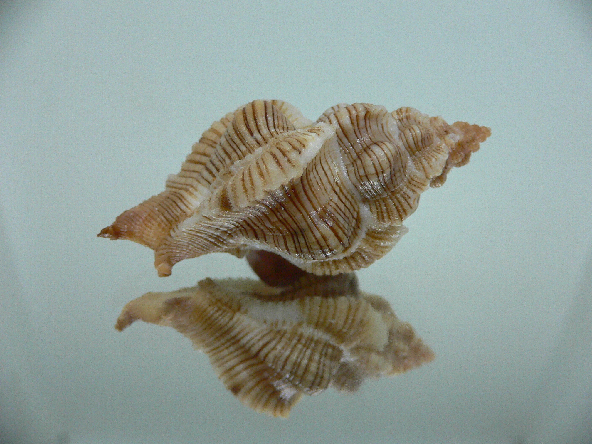 Pteropurpura festiva STRIPED WHALE