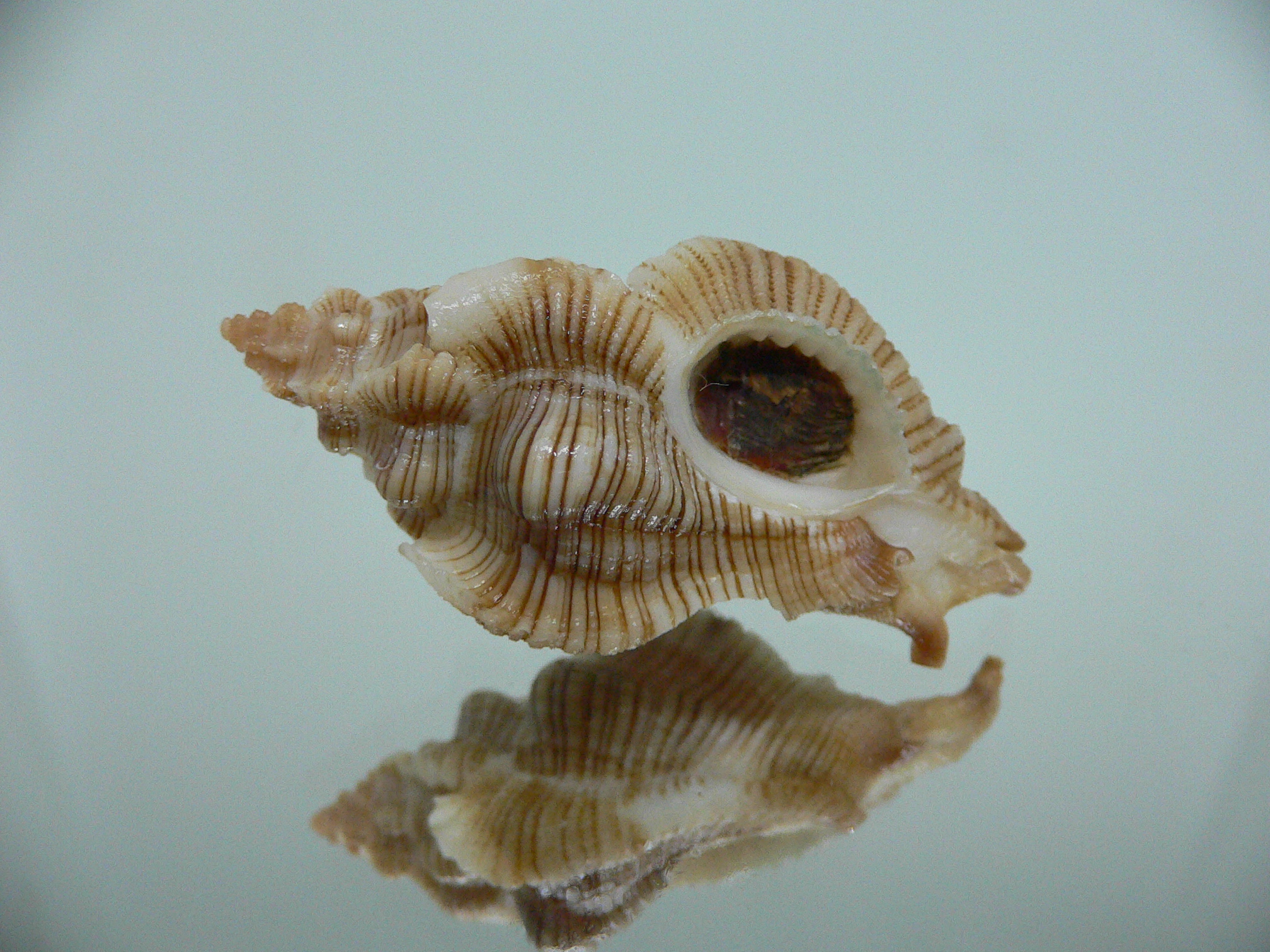 Pteropurpura festiva STRIPED WHALE