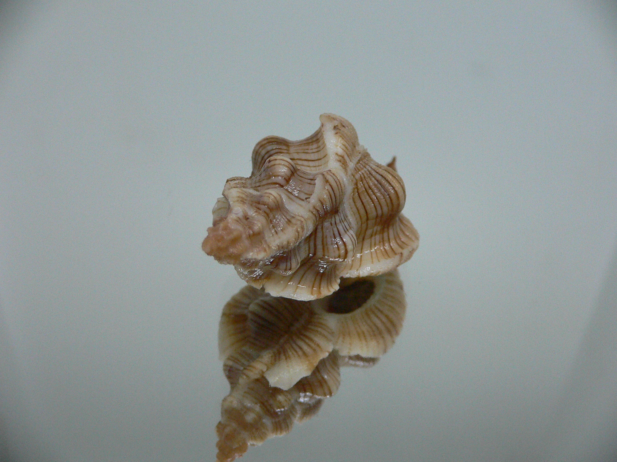 Pteropurpura festiva STRIPED WHALE