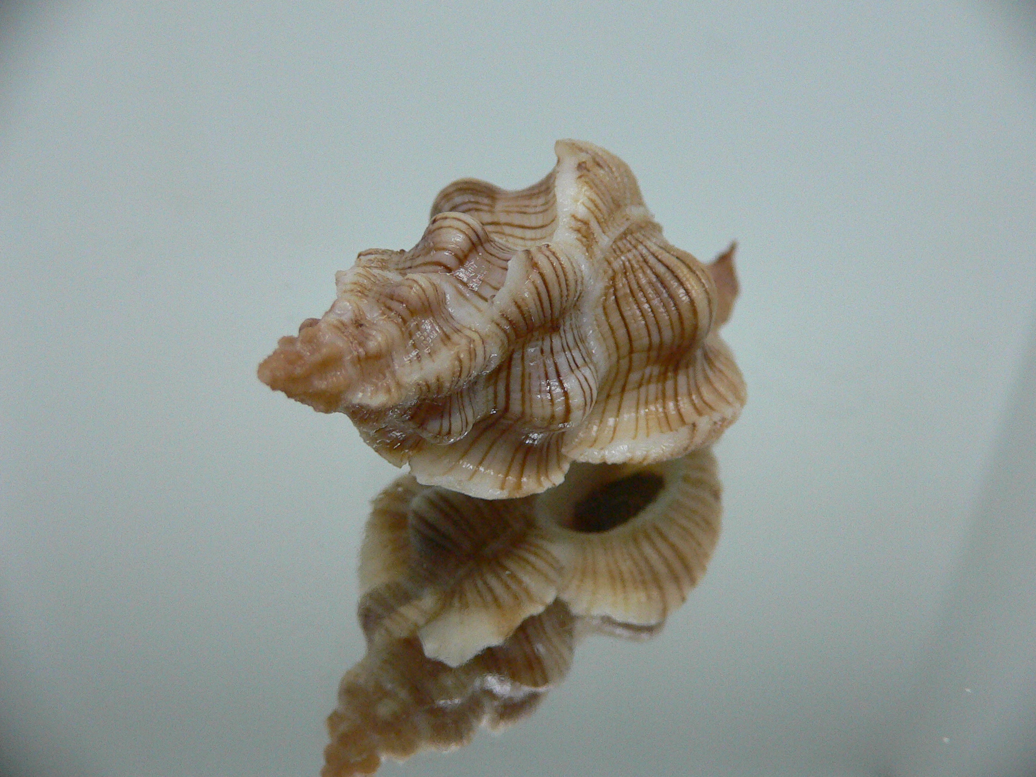 Pteropurpura festiva STRIPED WHALE