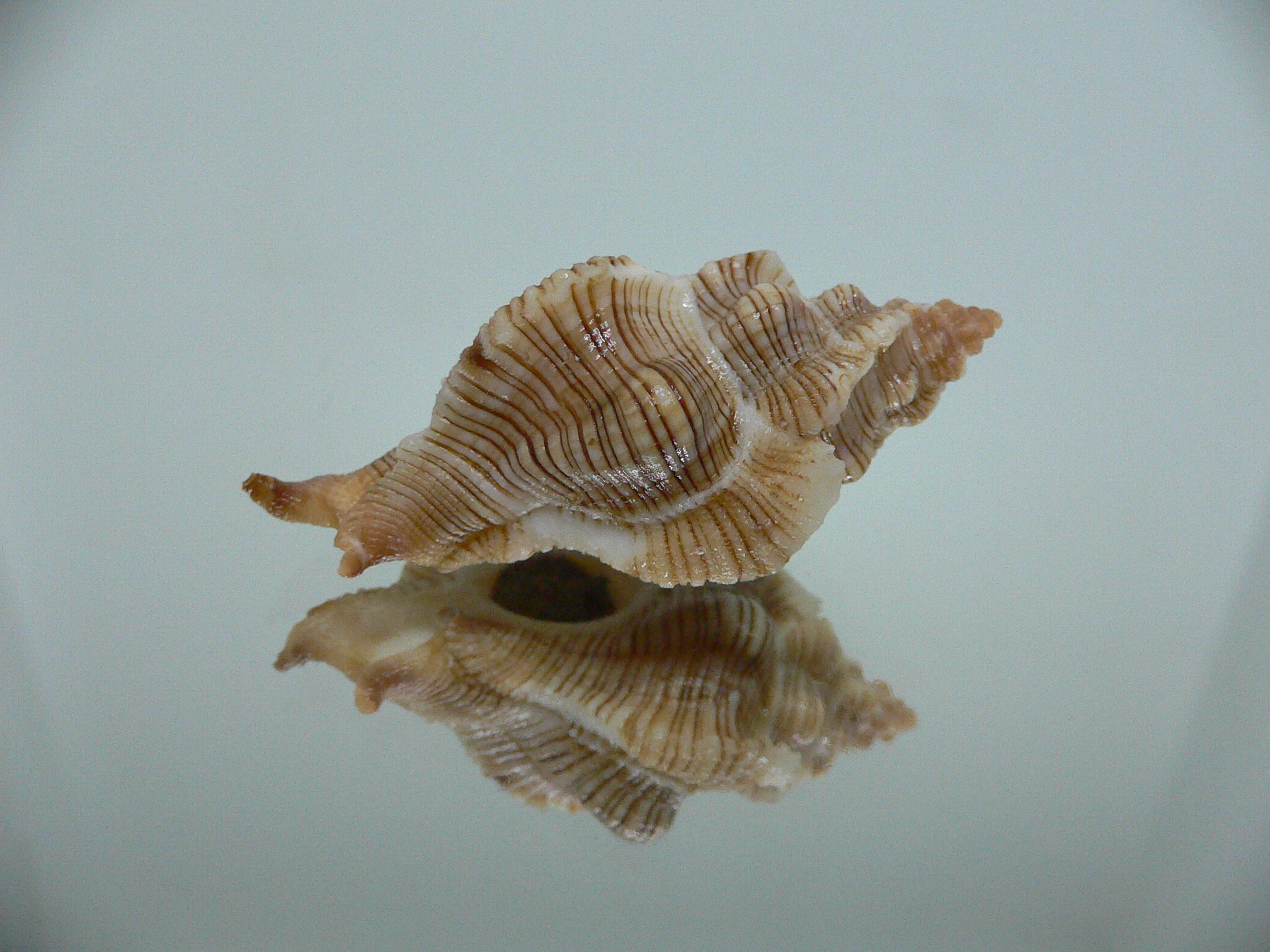 Pteropurpura festiva STRIPED WHALE