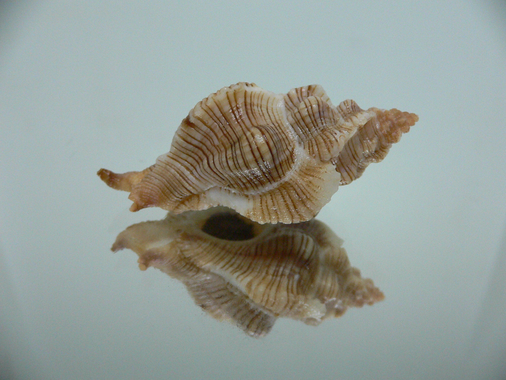 Pteropurpura festiva STRIPED WHALE