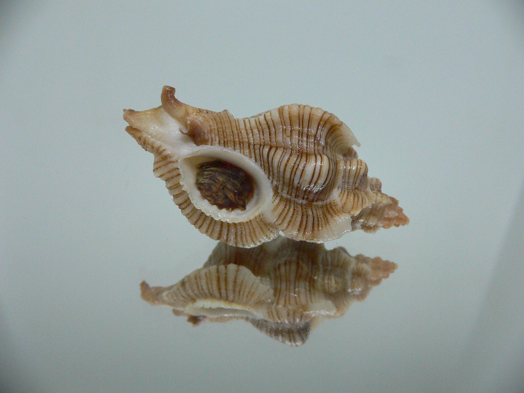 Pteropurpura festiva STRIPED WHALE