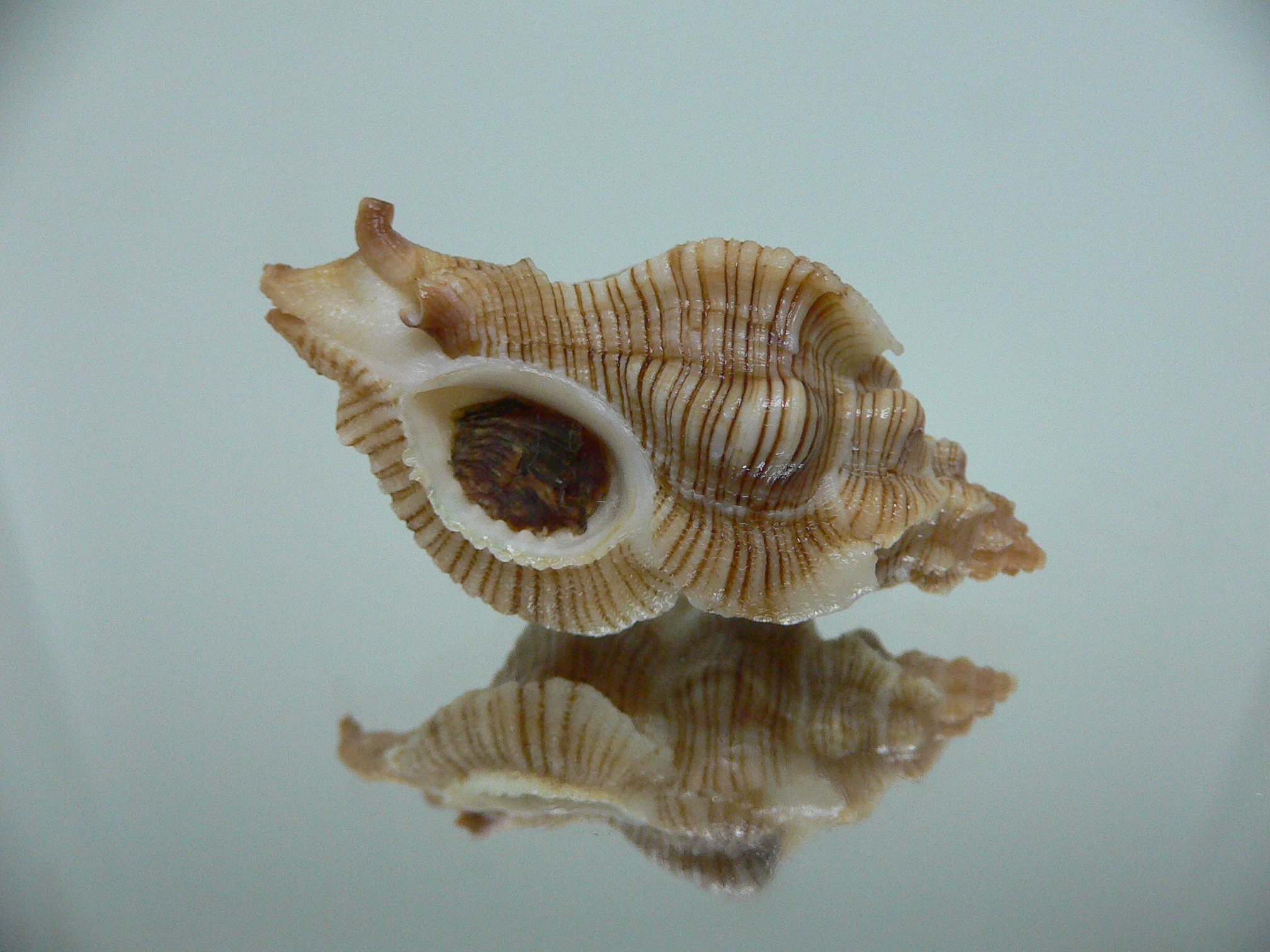 Pteropurpura festiva STRIPED WHALE