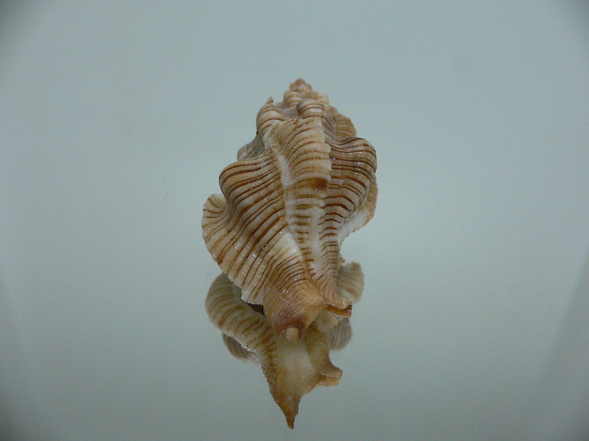 Pteropurpura festiva STRIPED WHALE