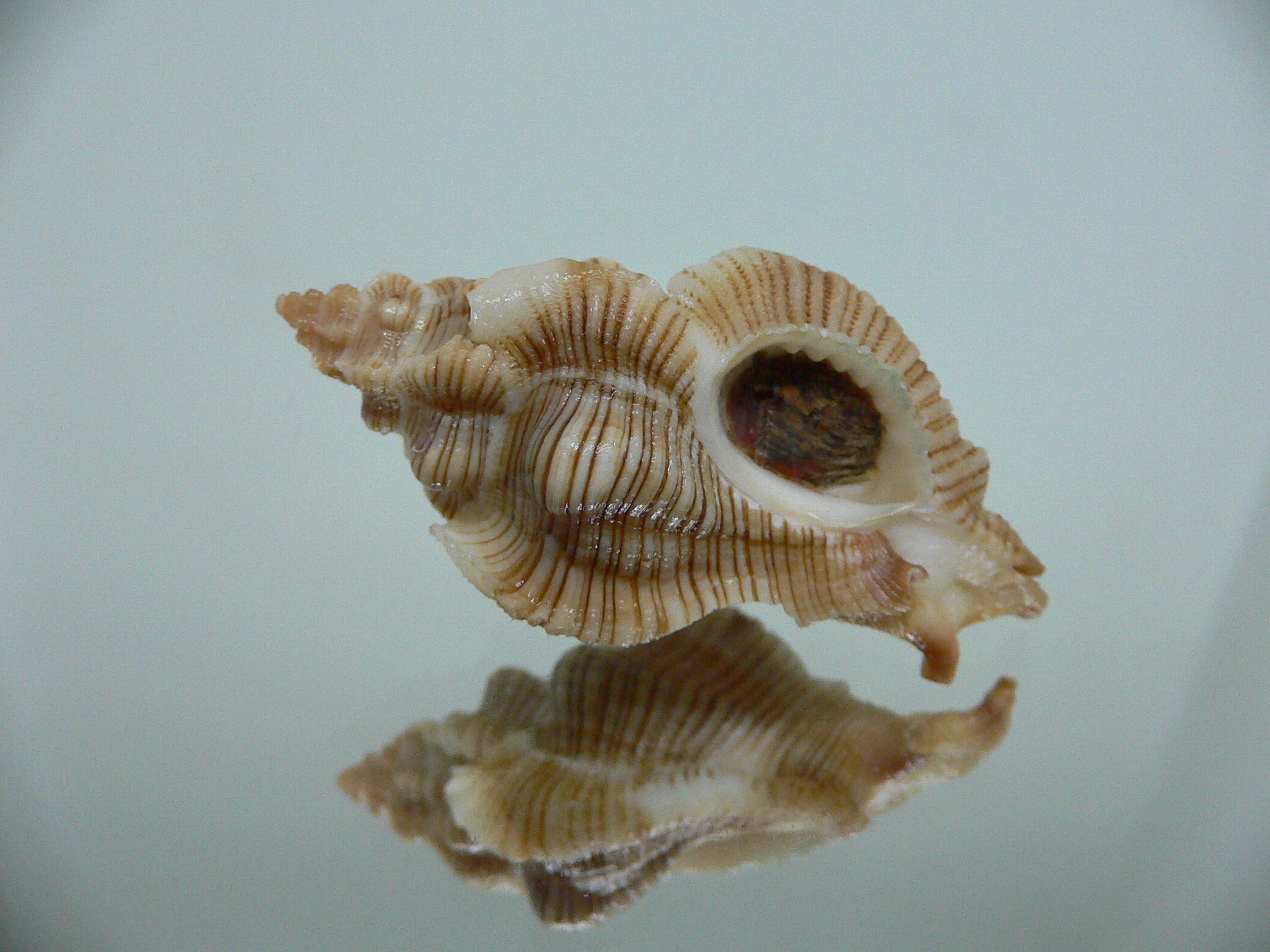 Pteropurpura festiva STRIPED WHALE