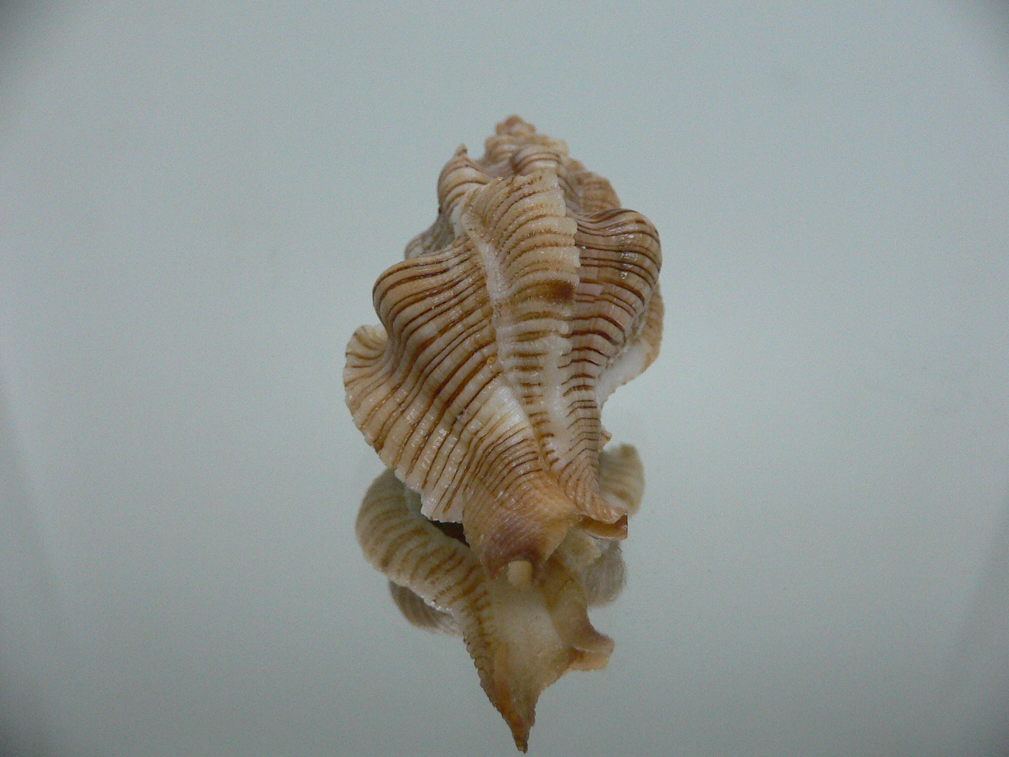 Pteropurpura festiva STRIPED WHALE