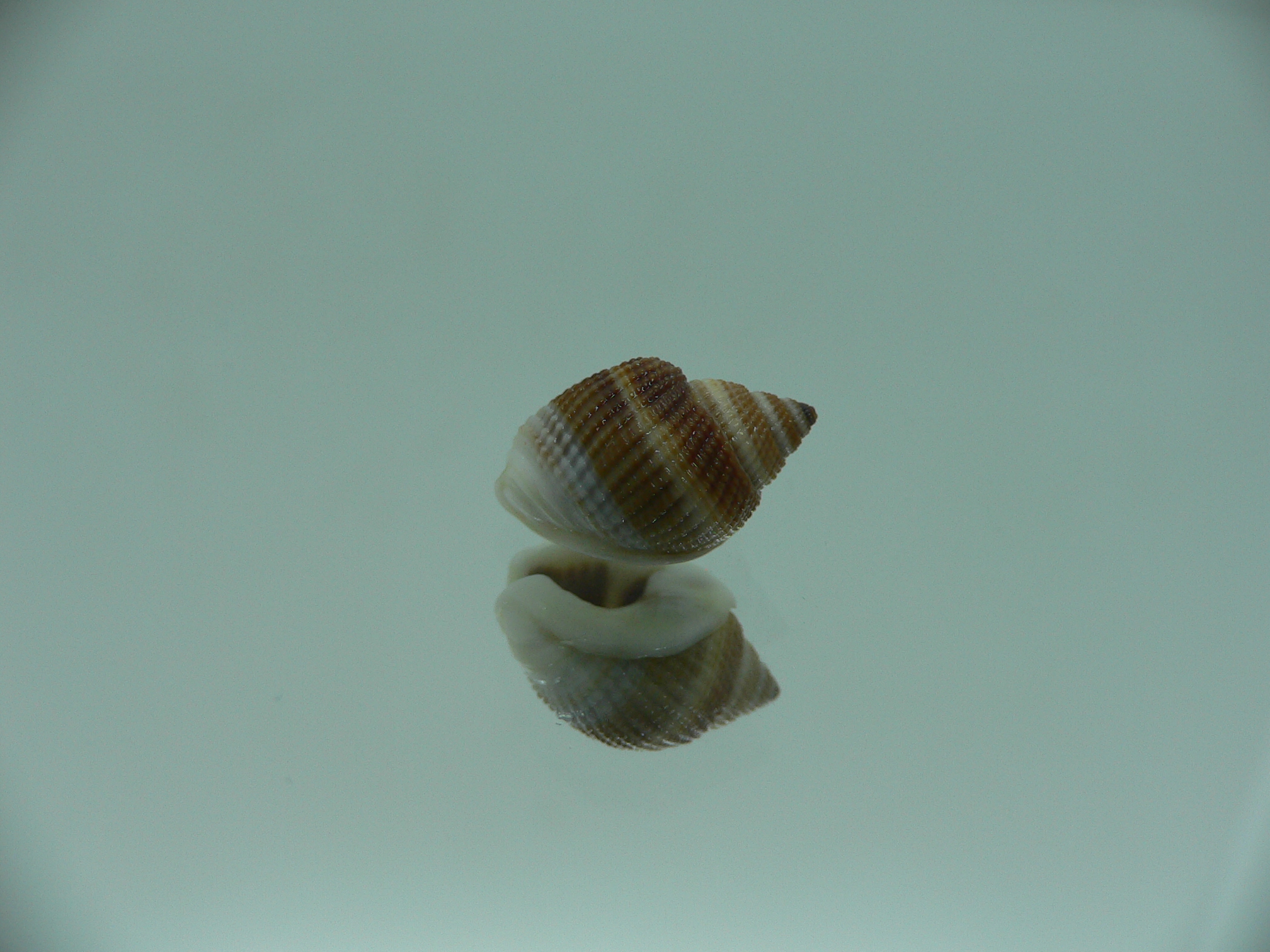 Nassarius elegantissimus COLOR