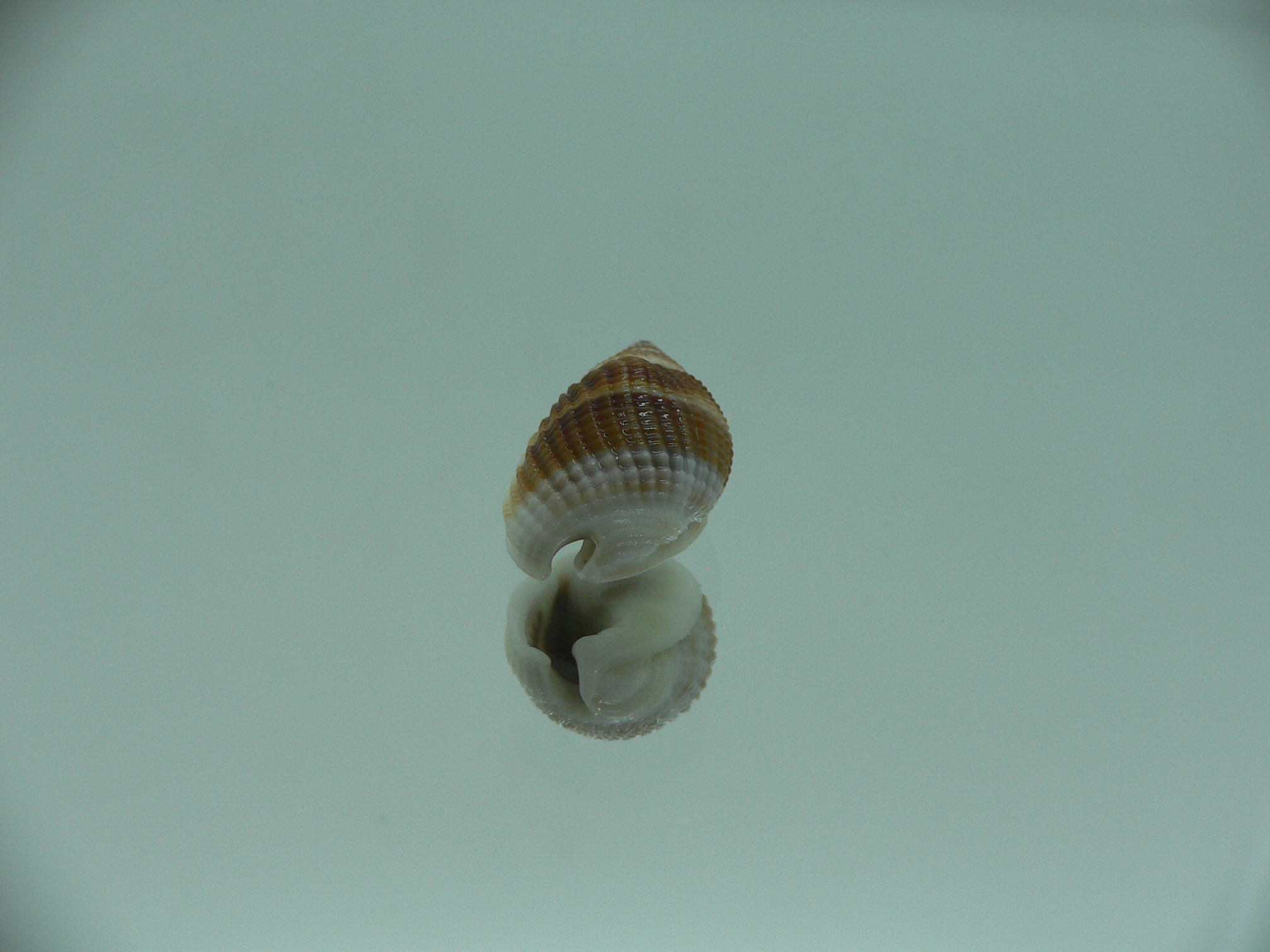 Nassarius elegantissimus COLOR