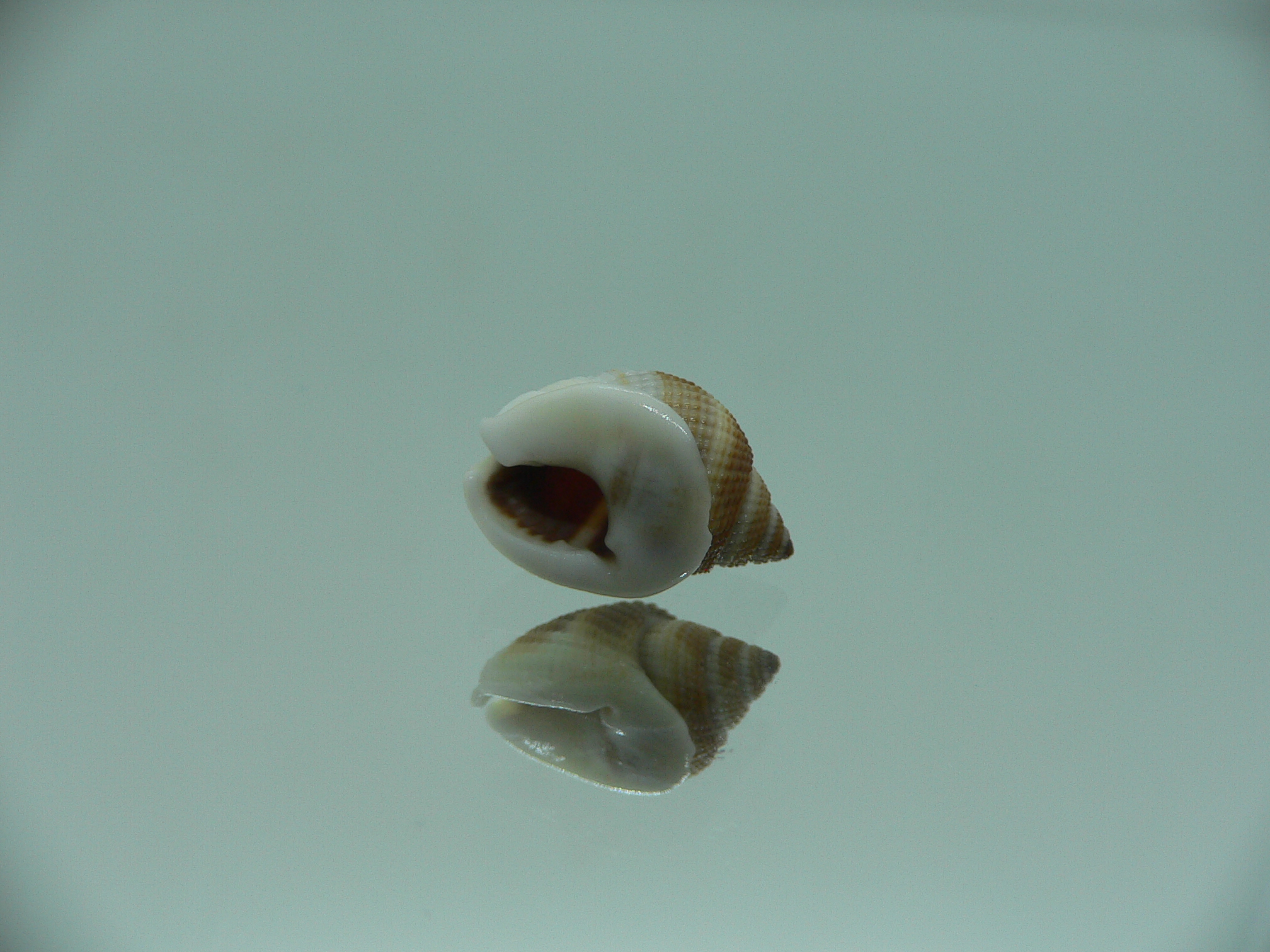 Nassarius elegantissimus COLOR