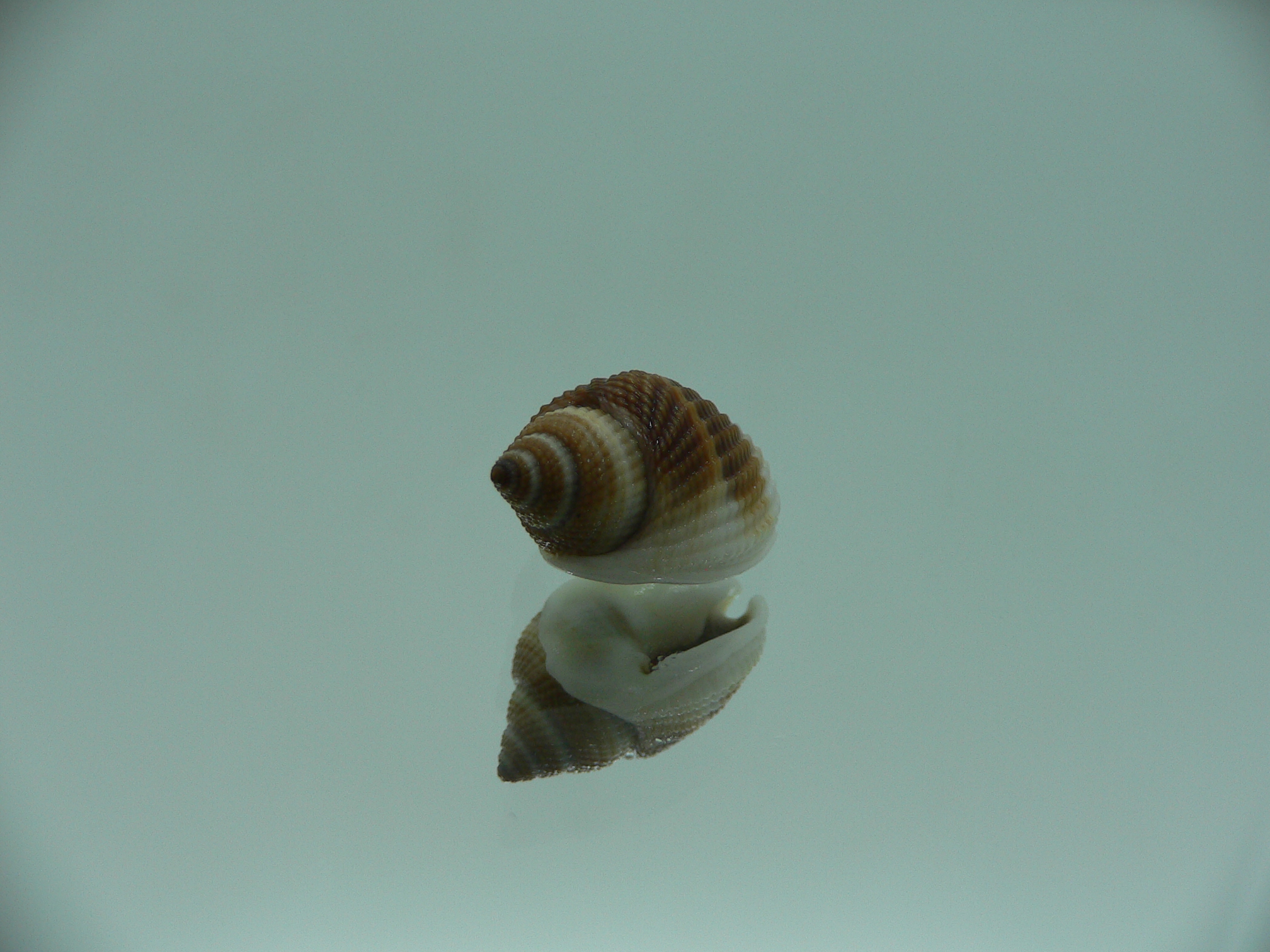 Nassarius elegantissimus COLOR