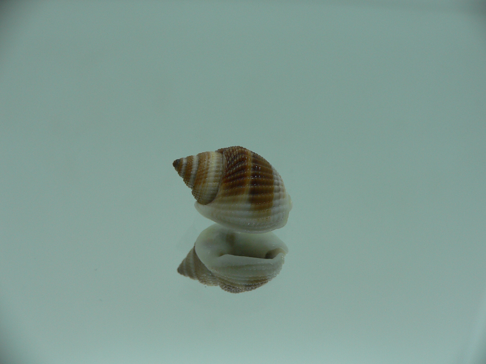 Nassarius elegantissimus COLOR