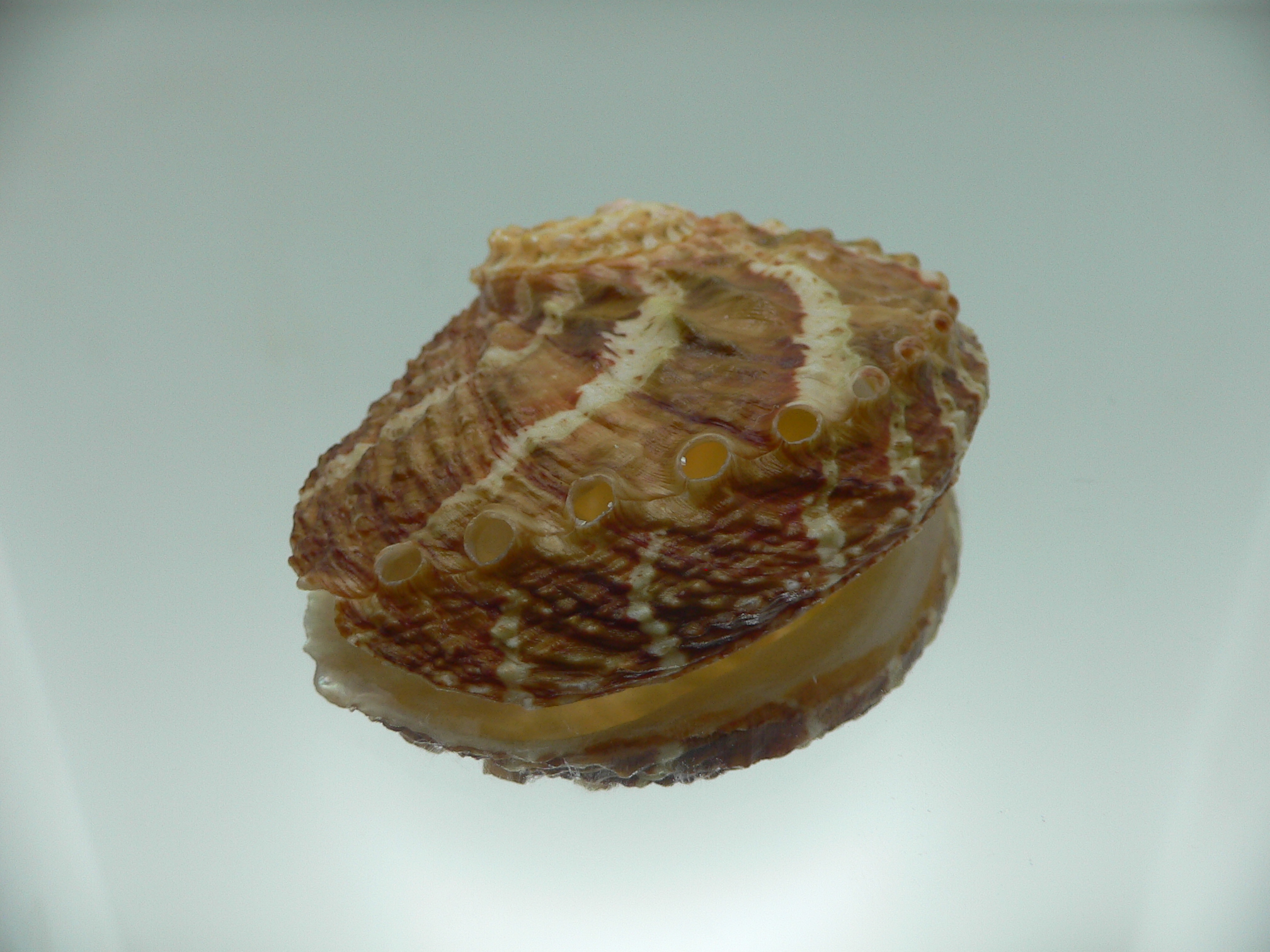 Haliotis ovina ovina COLORFUL & HILLY