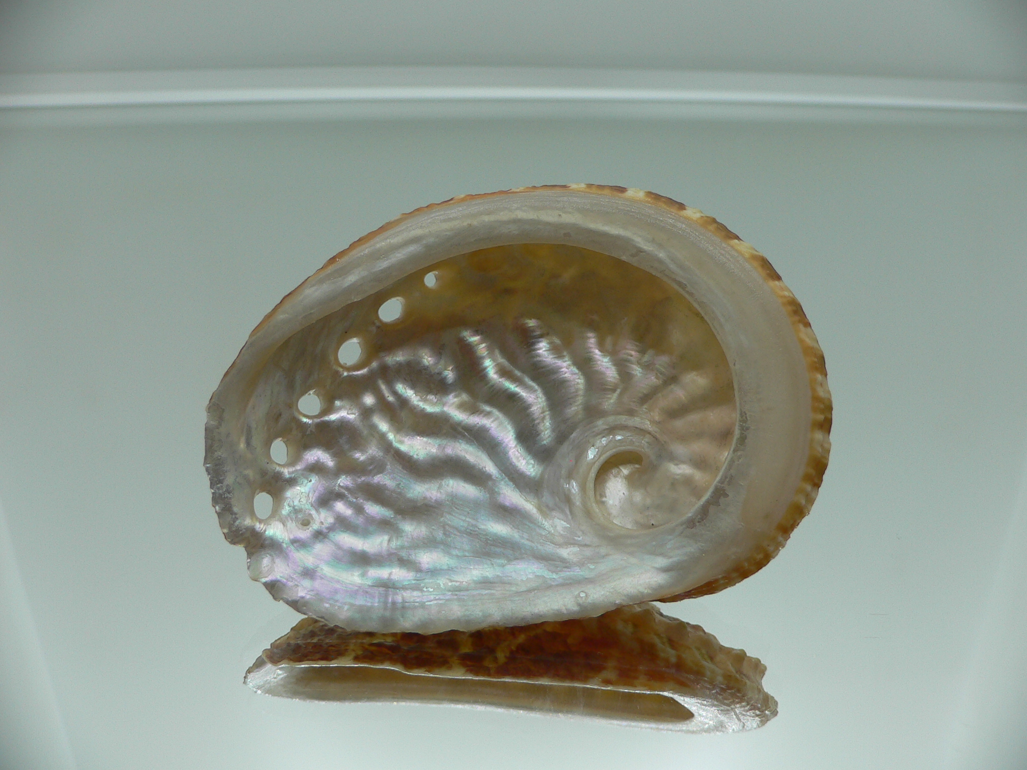 Haliotis ovina ovina COLORFUL & HILLY