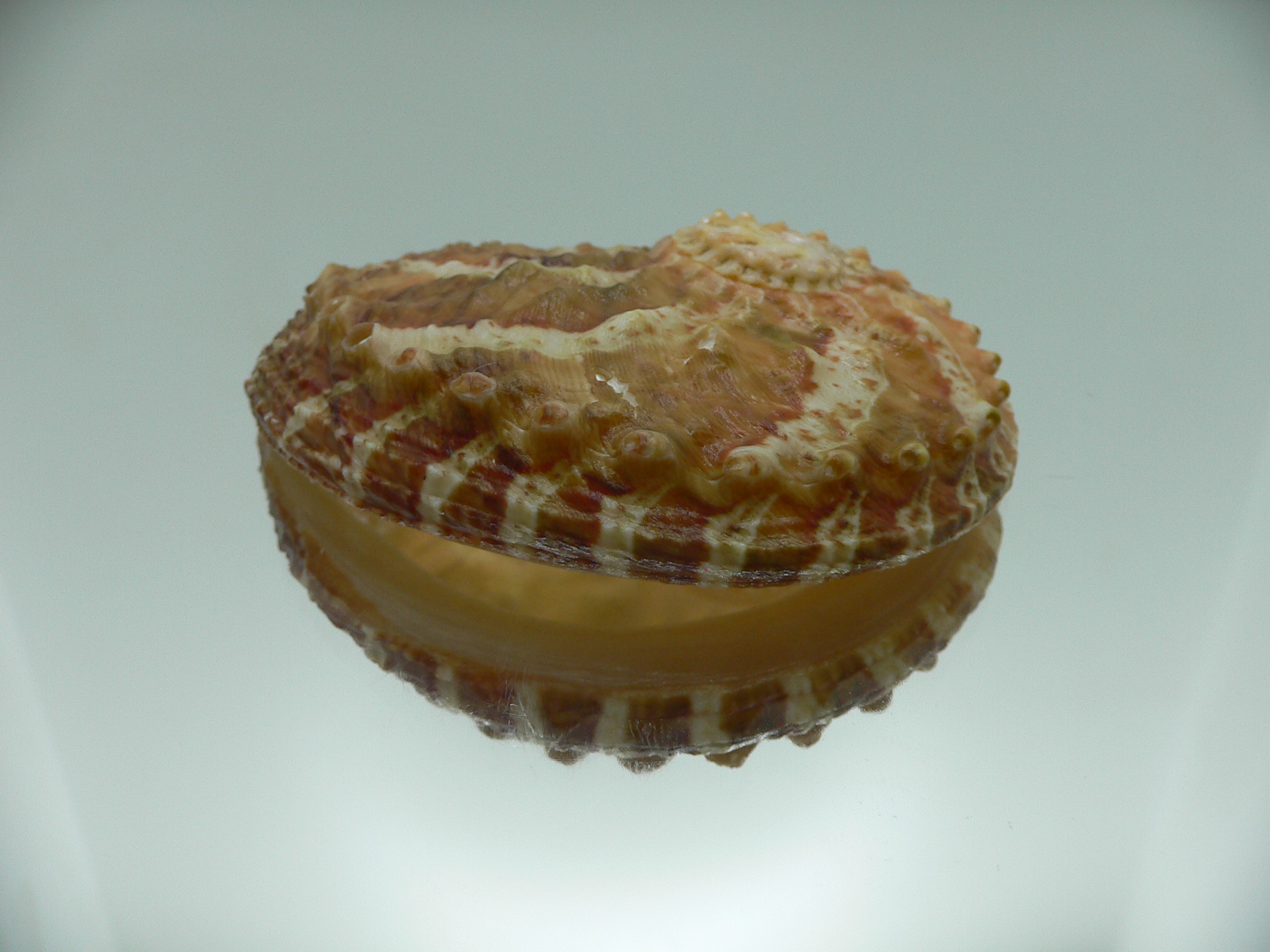 Haliotis ovina ovina COLORFUL & HILLY