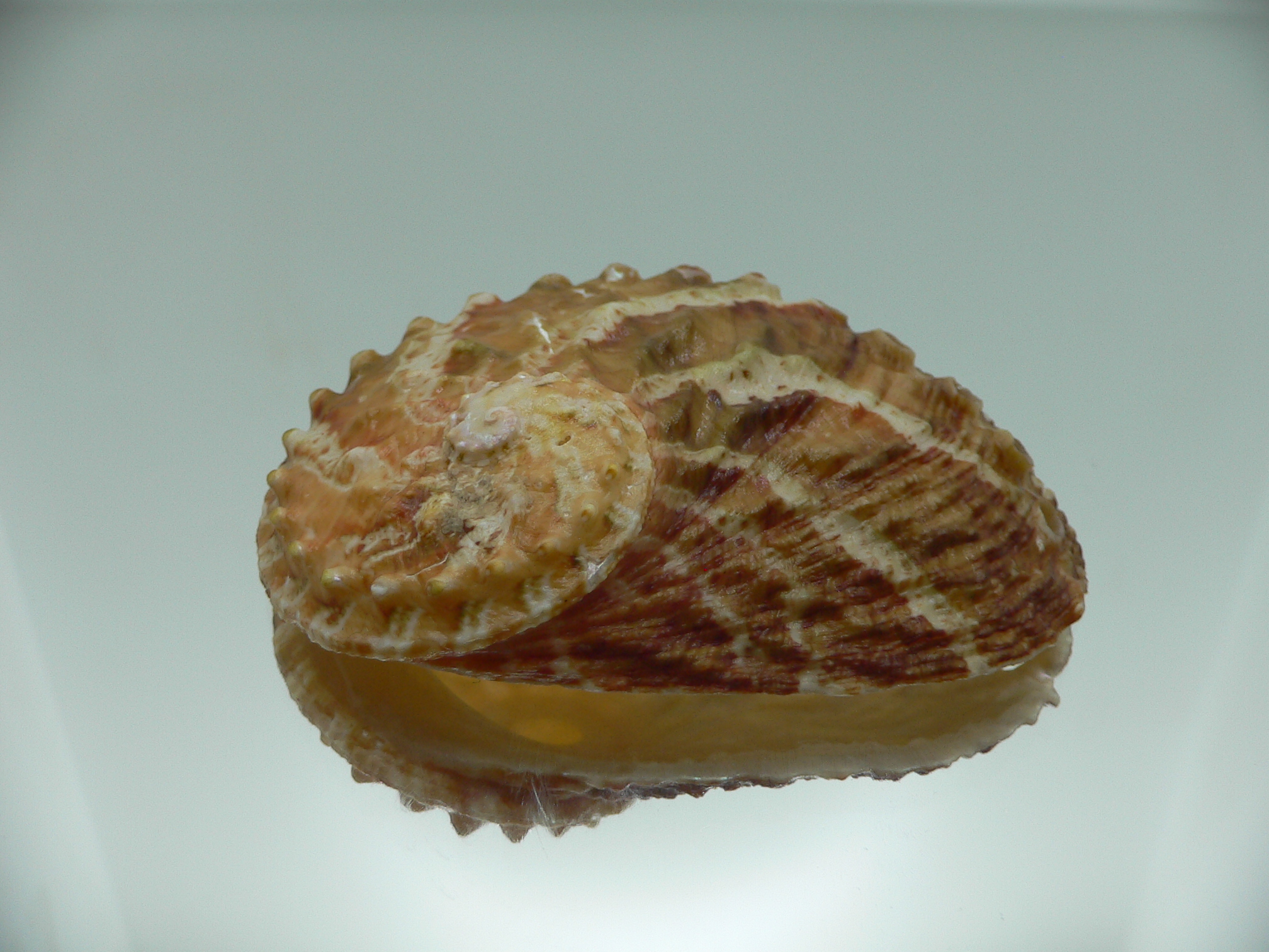 Haliotis ovina ovina COLORFUL & HILLY