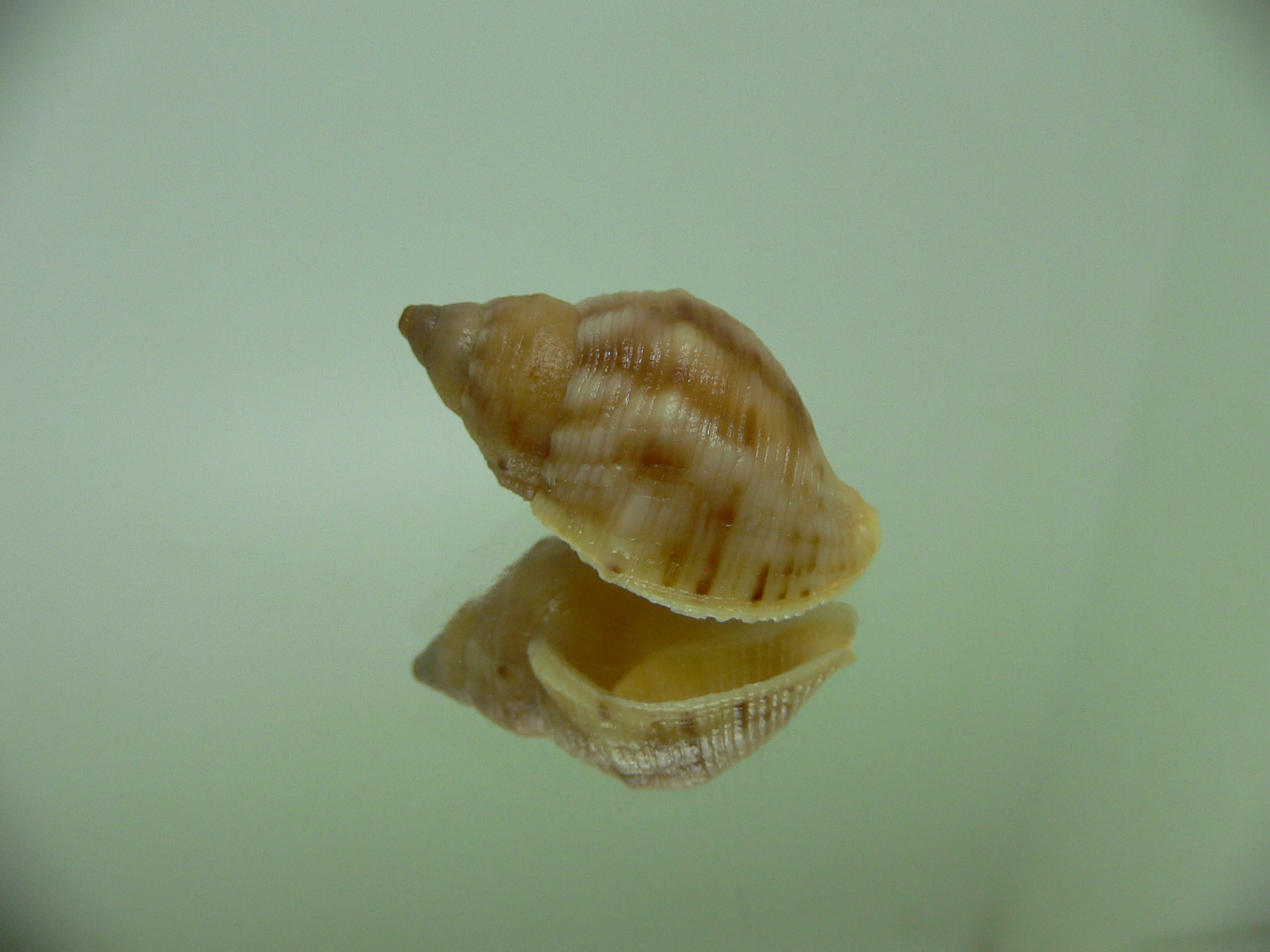 Buccinum mirandium