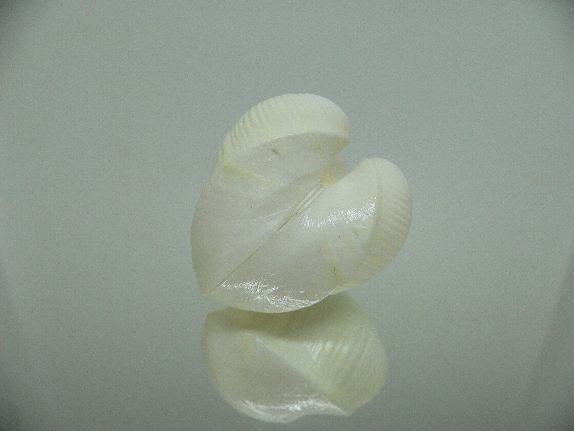 Meiocardia cumingi IDEAL