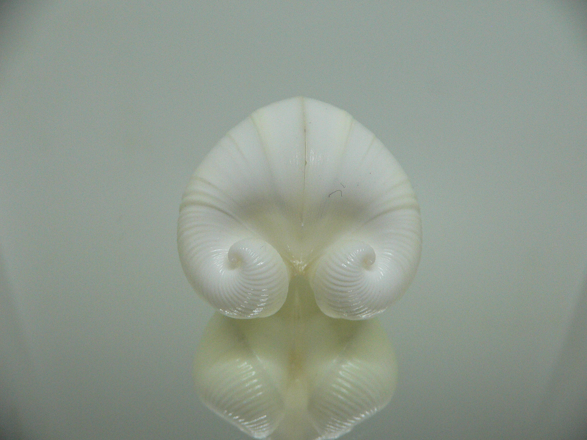 Meiocardia cumingi IDEAL