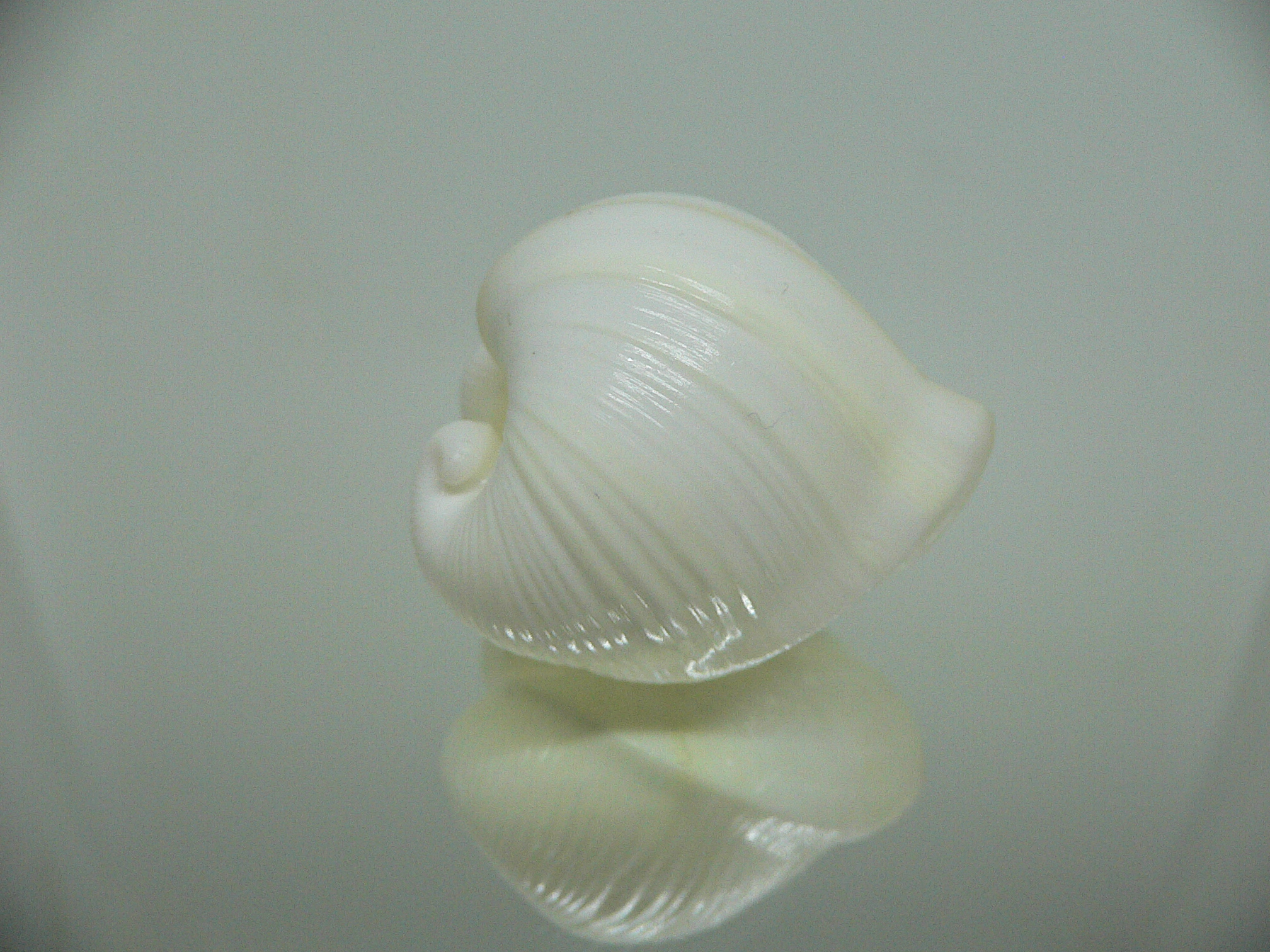 Meiocardia cumingi IDEAL