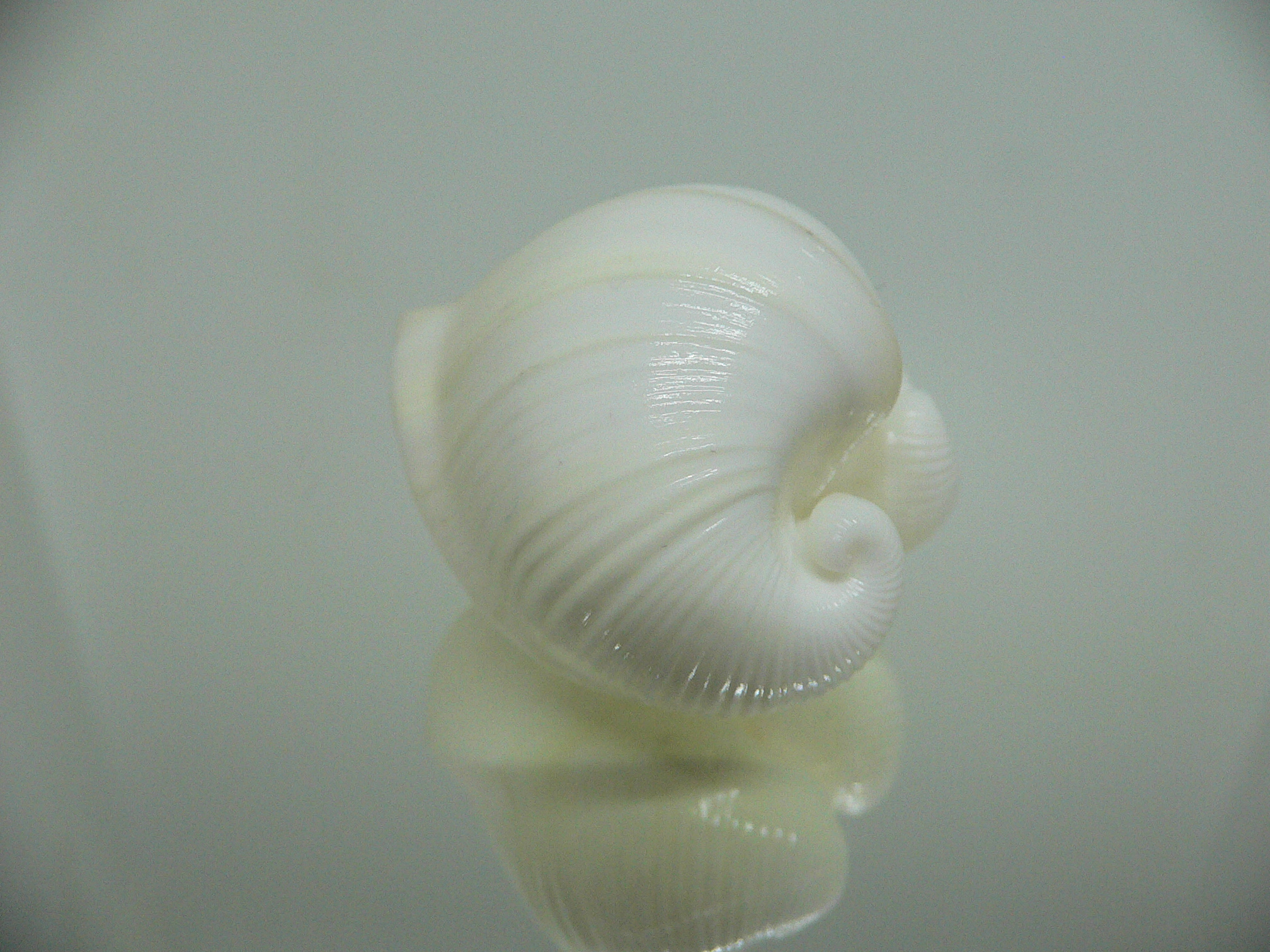 Meiocardia cumingi IDEAL