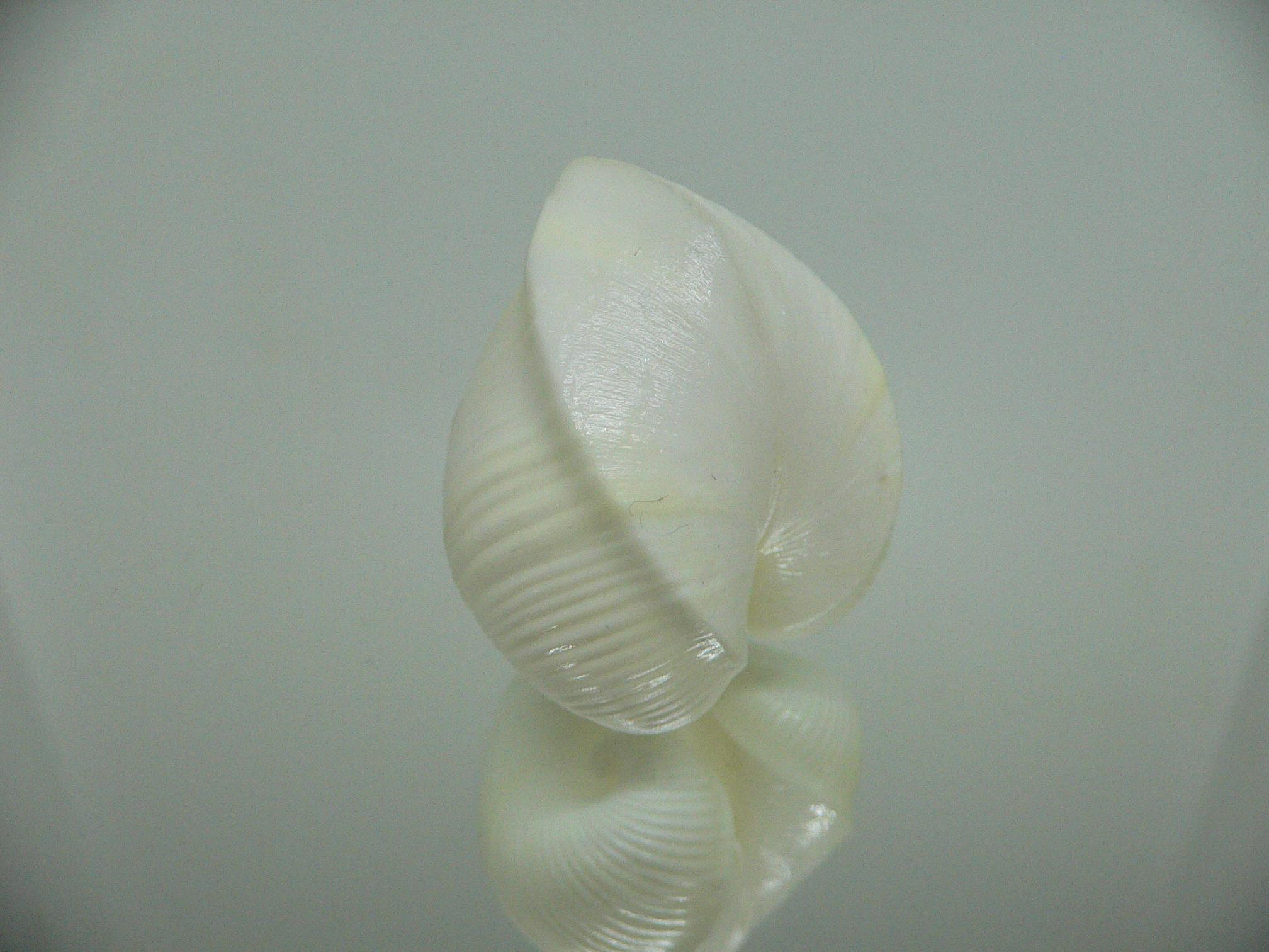 Meiocardia cumingi IDEAL