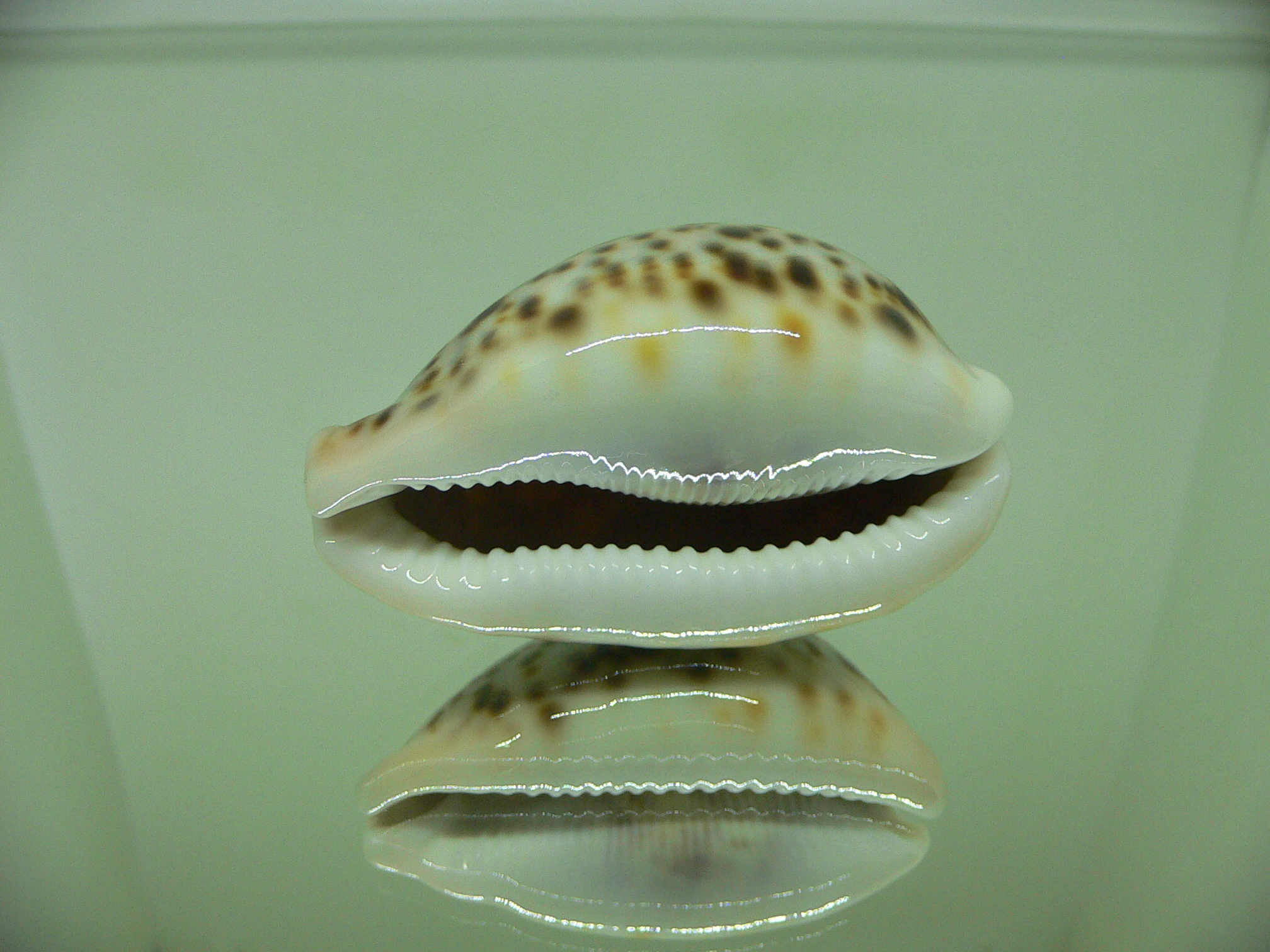 Cypraea pantherina SP. LILAC