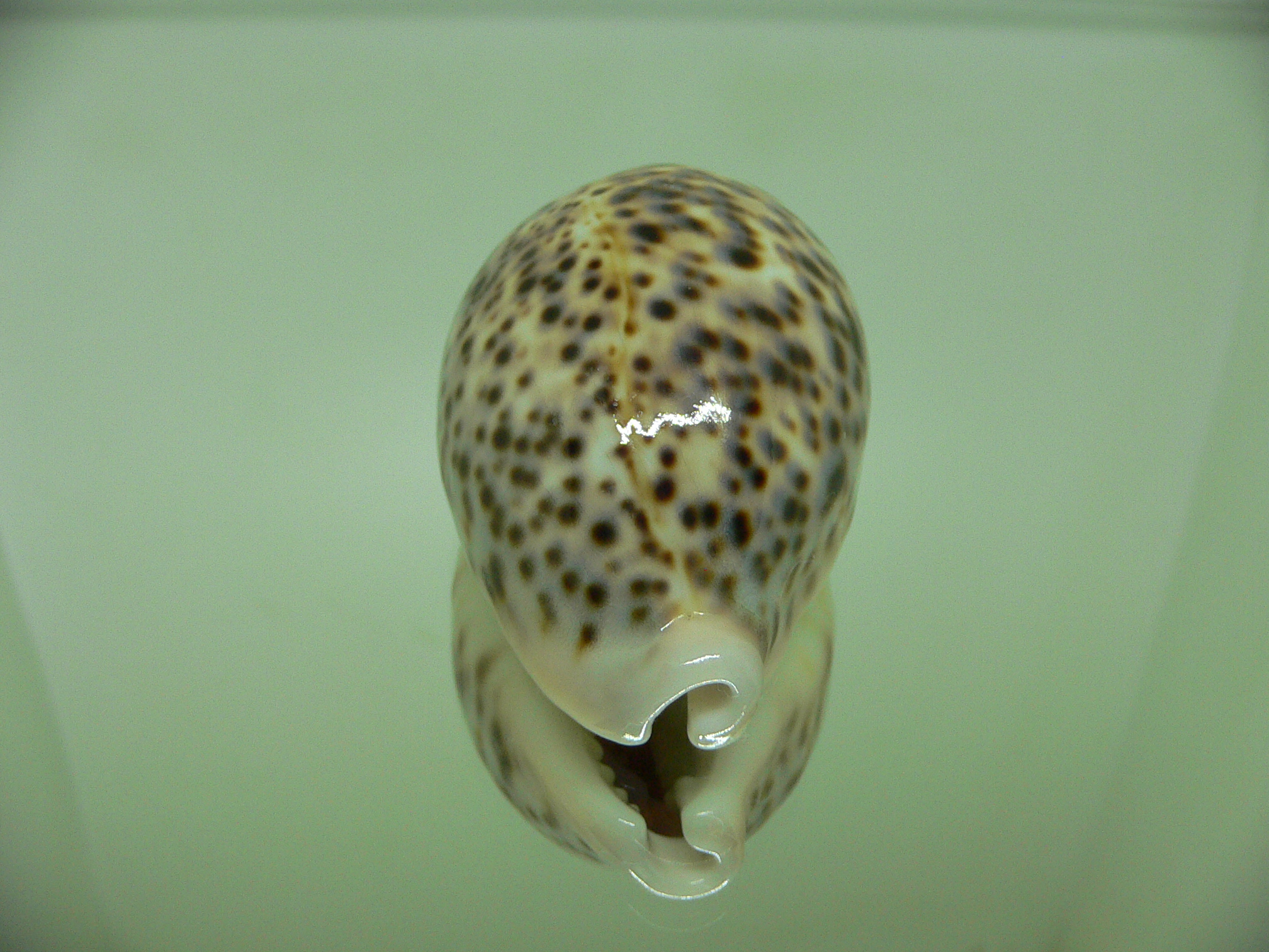 Cypraea pantherina SP. LILAC