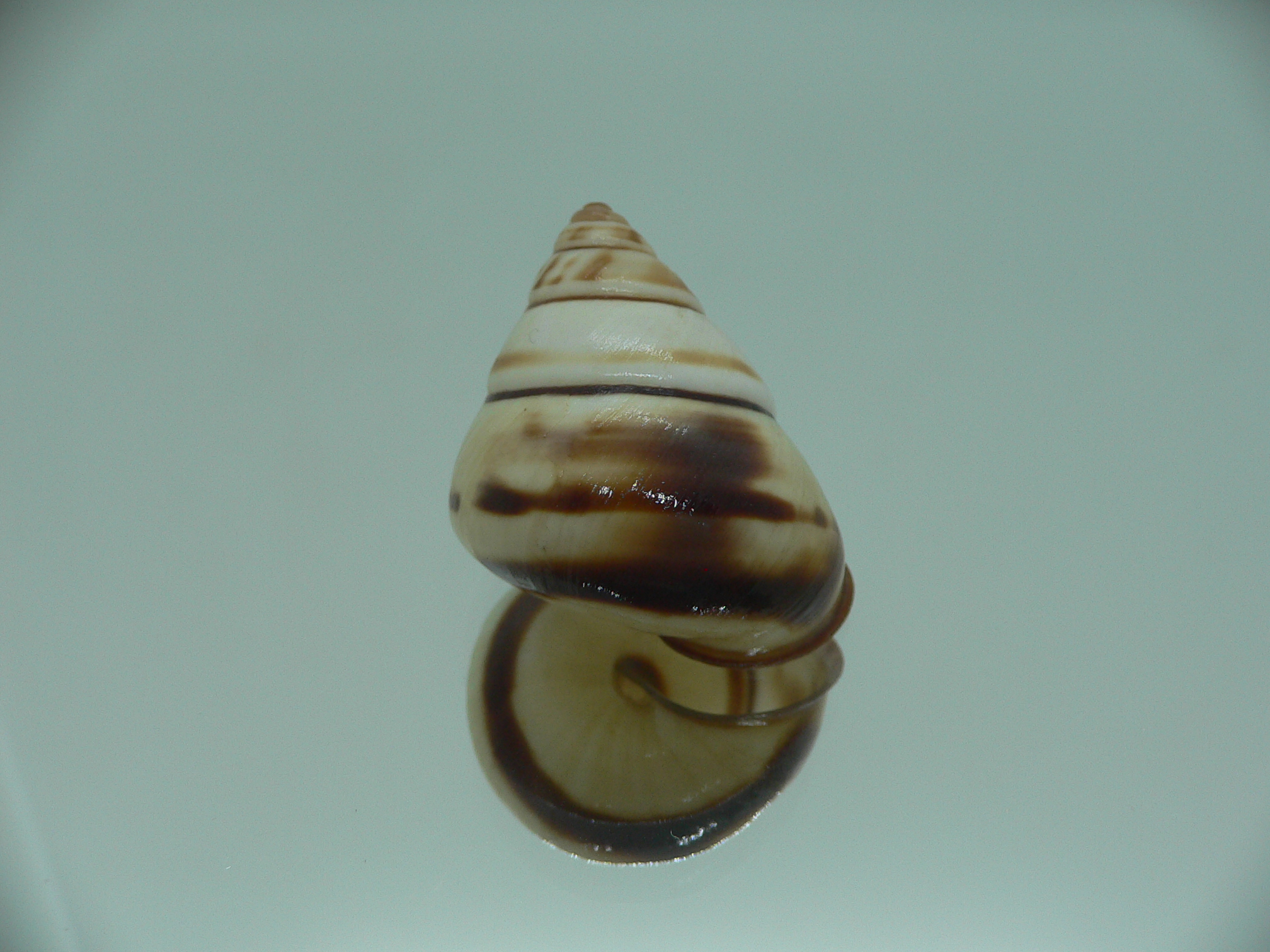 Aegistohadra zhangdanae VERY RARE & COLOR
