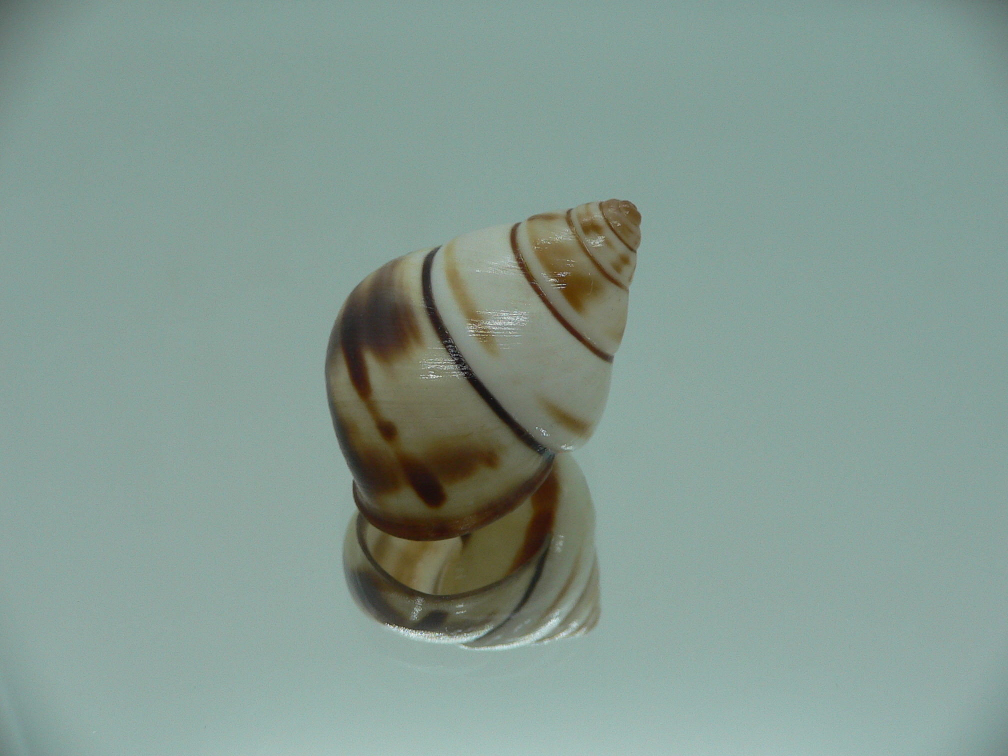 Aegistohadra zhangdanae VERY RARE & COLOR