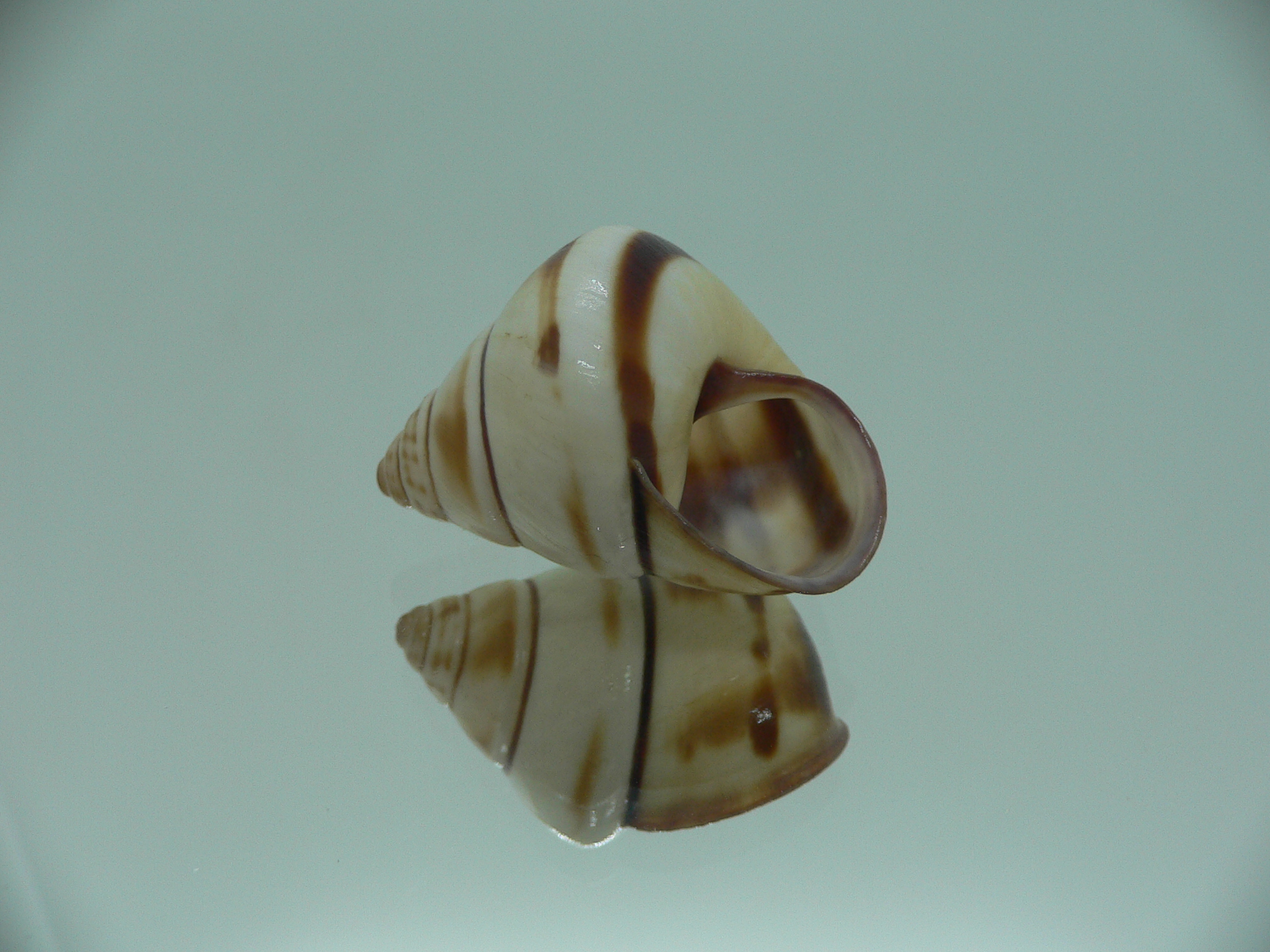 Aegistohadra zhangdanae VERY RARE & COLOR