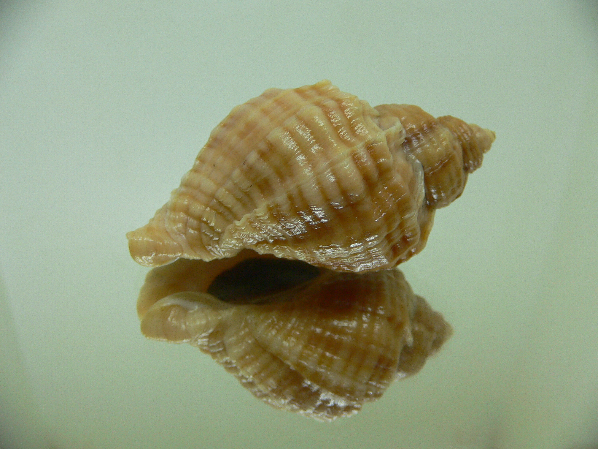 Nucella freycinetii elongata (var.) COLOR & STRIPES