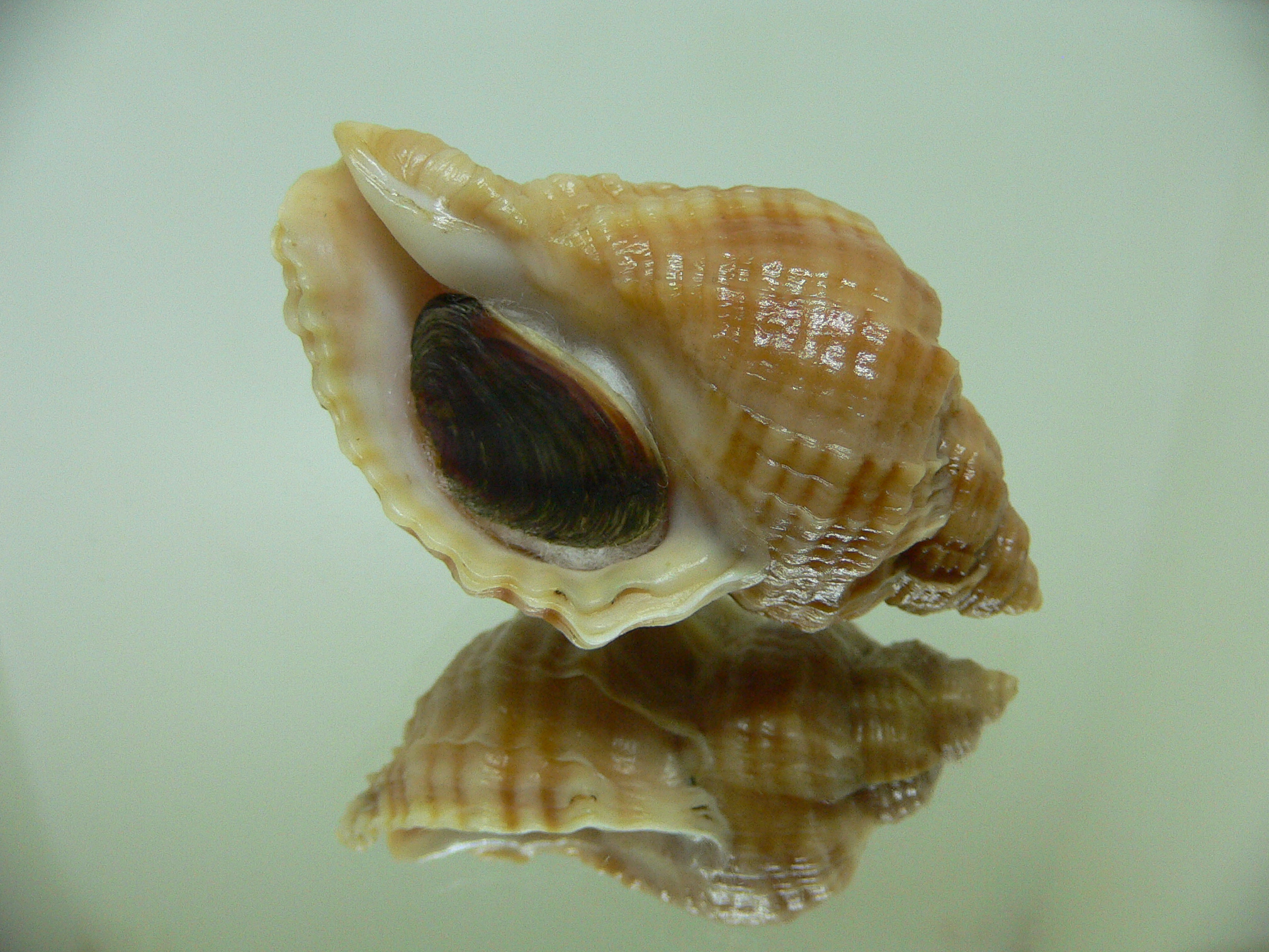 Nucella freycinetii elongata (var.) COLOR & STRIPES