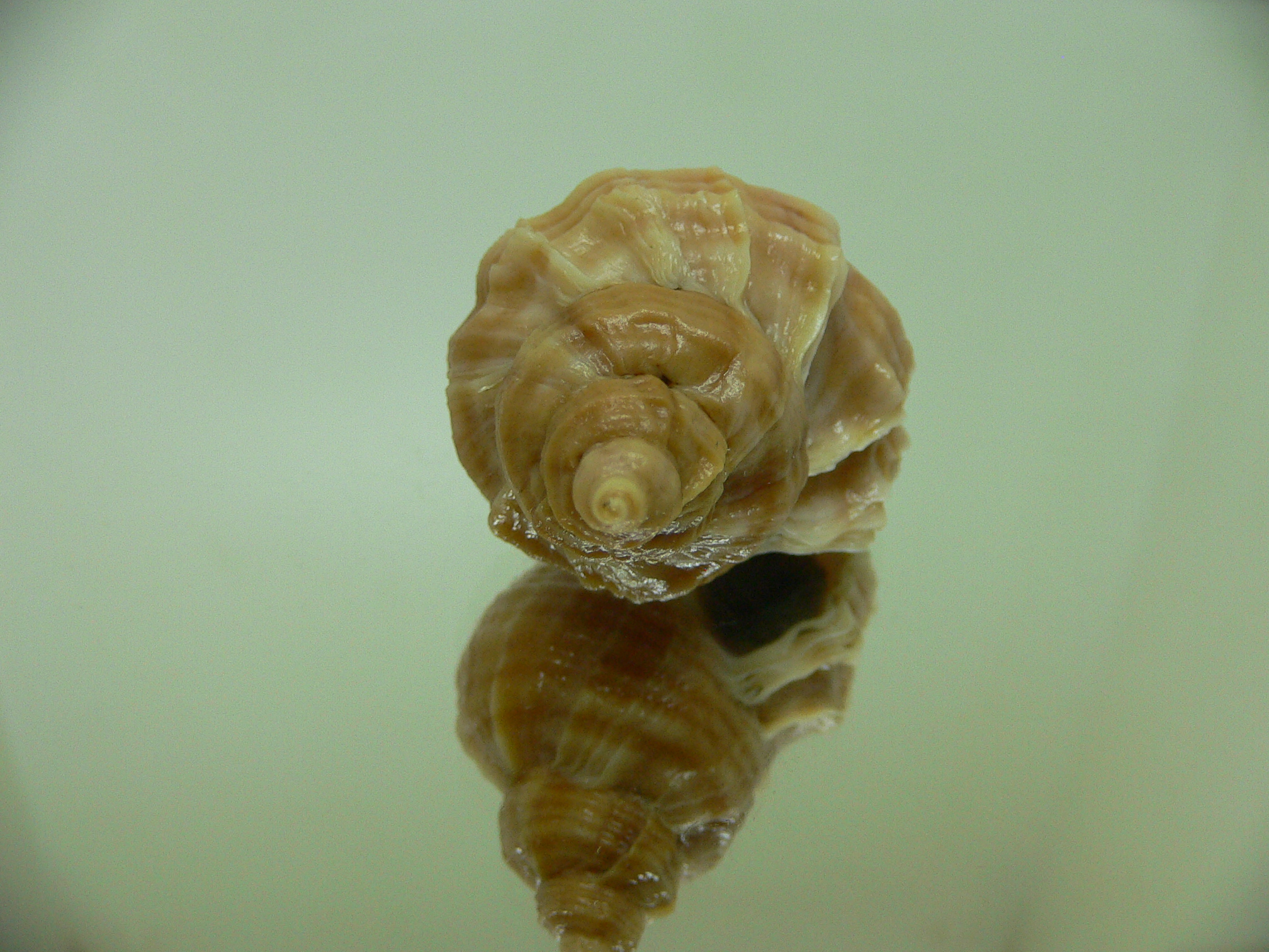 Nucella freycinetii elongata (var.) COLOR & STRIPES