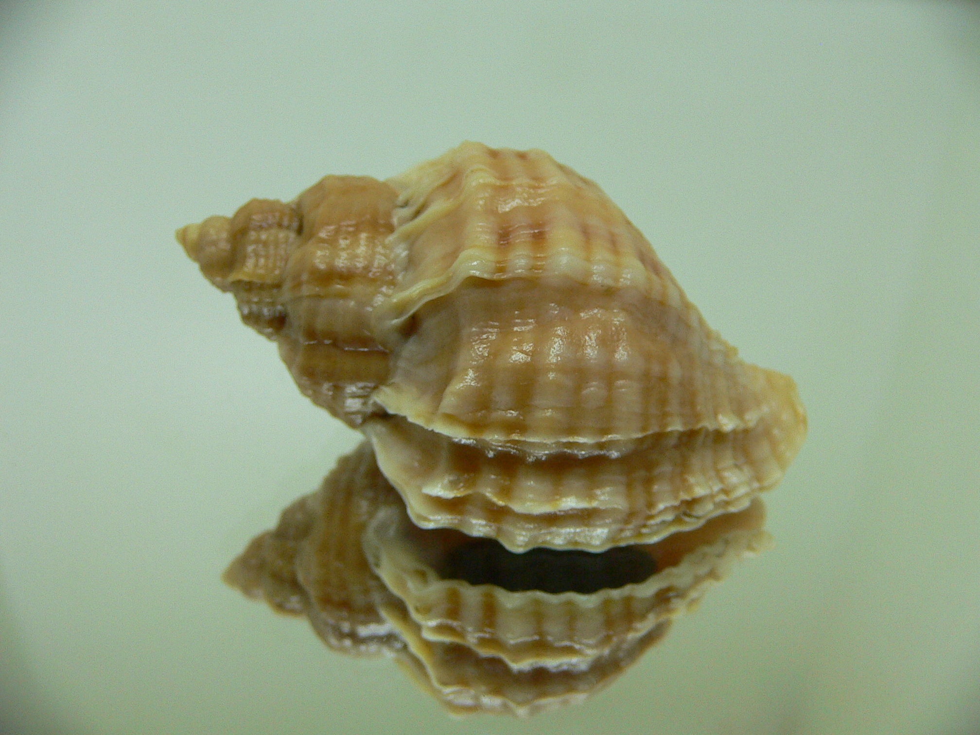 Nucella freycinetii elongata (var.) COLOR & STRIPES